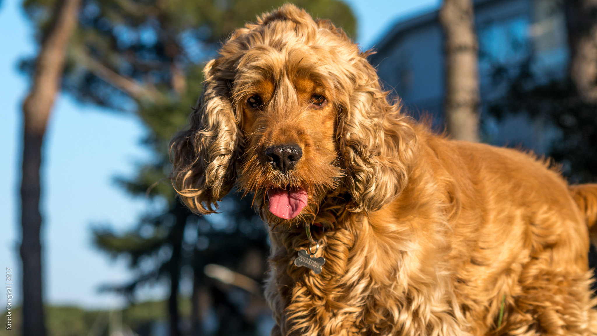 smc PENTAX-DA L 55-300mm F4-5.8 ED sample photo. Sono troppo figo! | i'm too cool! photography