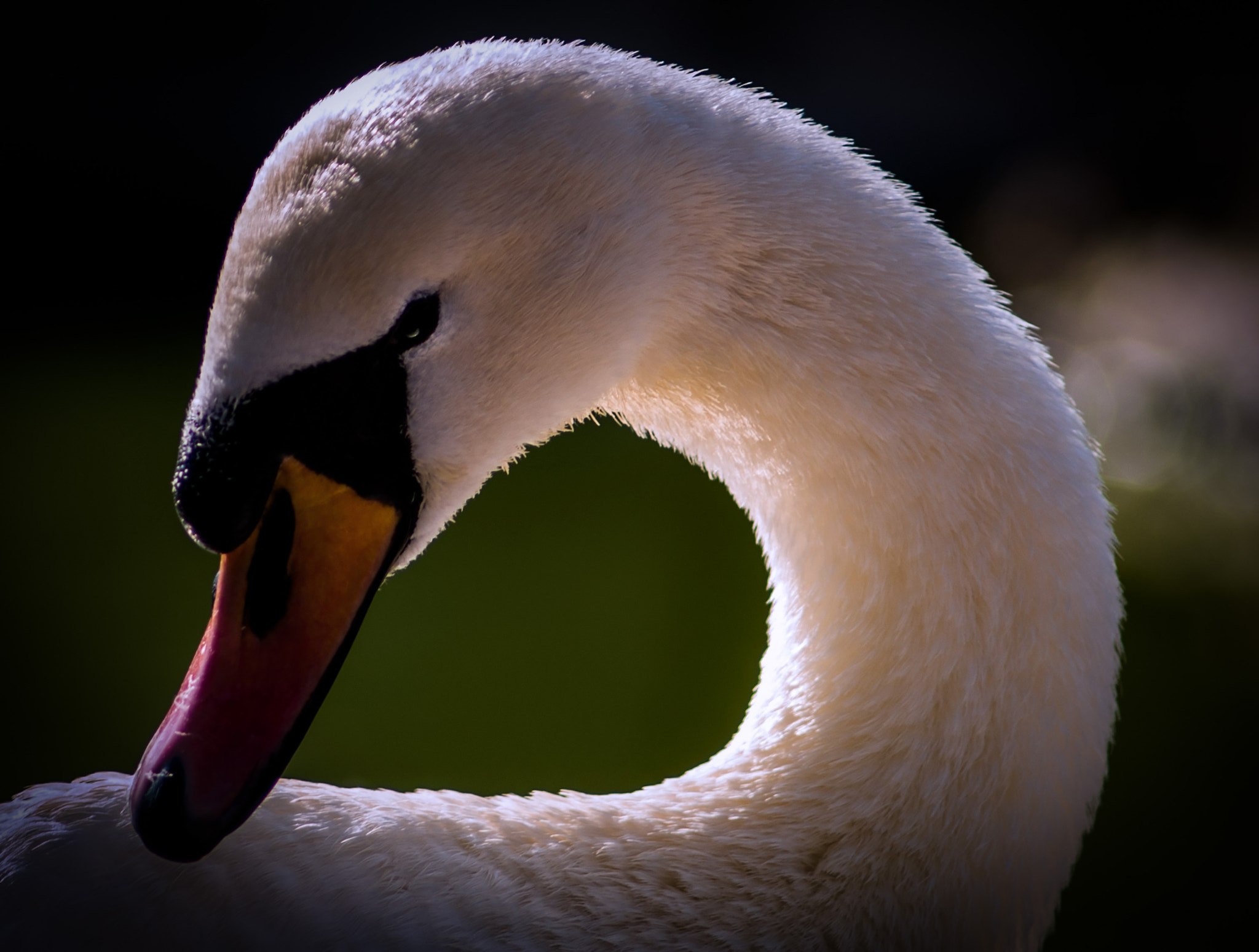 AF Nikkor 180mm f/2.8 IF-ED sample photo. Swan shapes photography