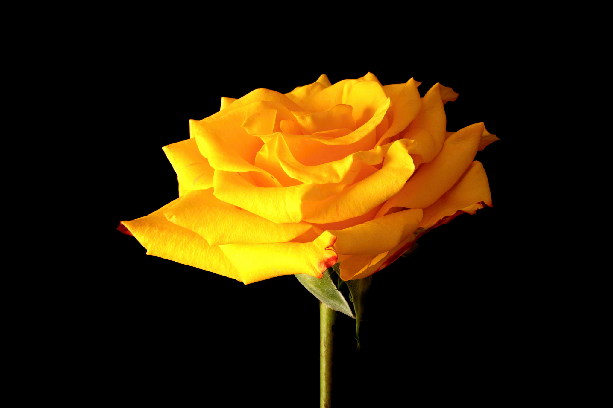Canon EF-S 60mm F2.8 Macro USM sample photo. Rosa amarela photography