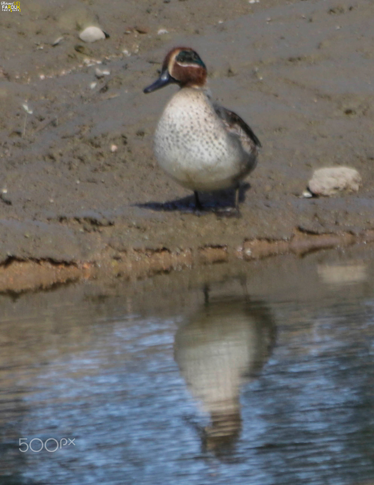 Canon EF 70-300mm F4-5.6 IS USM sample photo. Male eurasian teal ذكر بط شرشير photography