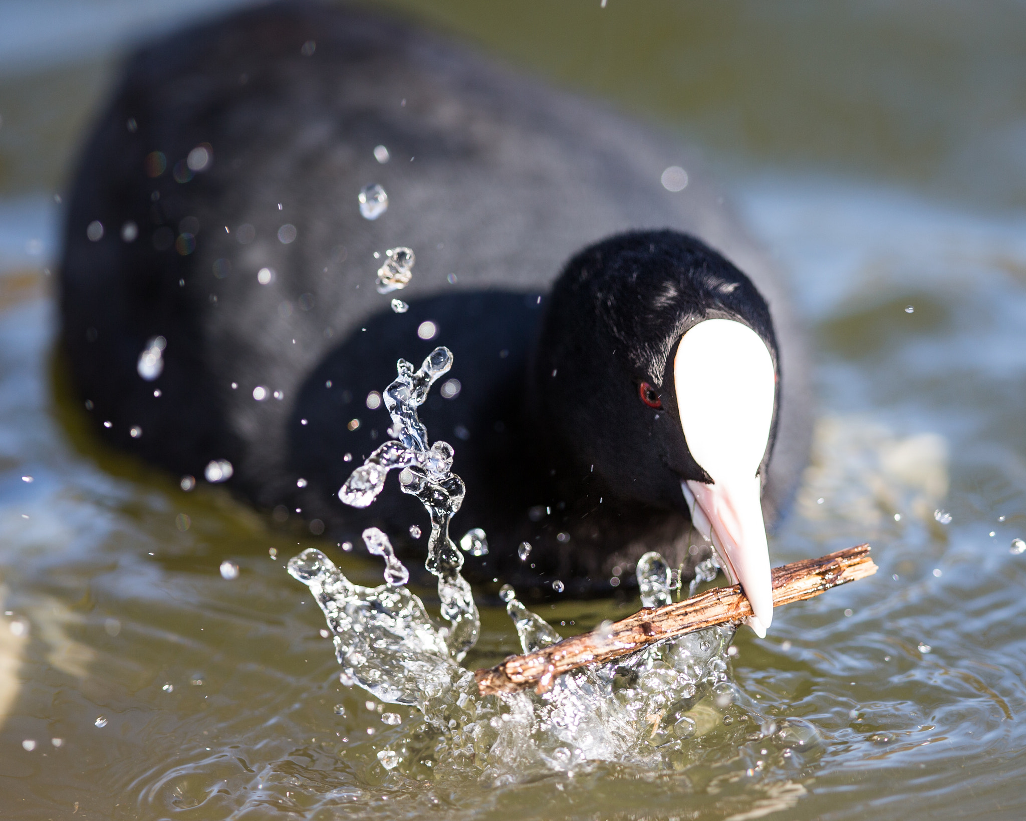 Canon EF 400mm F2.8L IS II USM sample photo. Duck creates water droplets photography