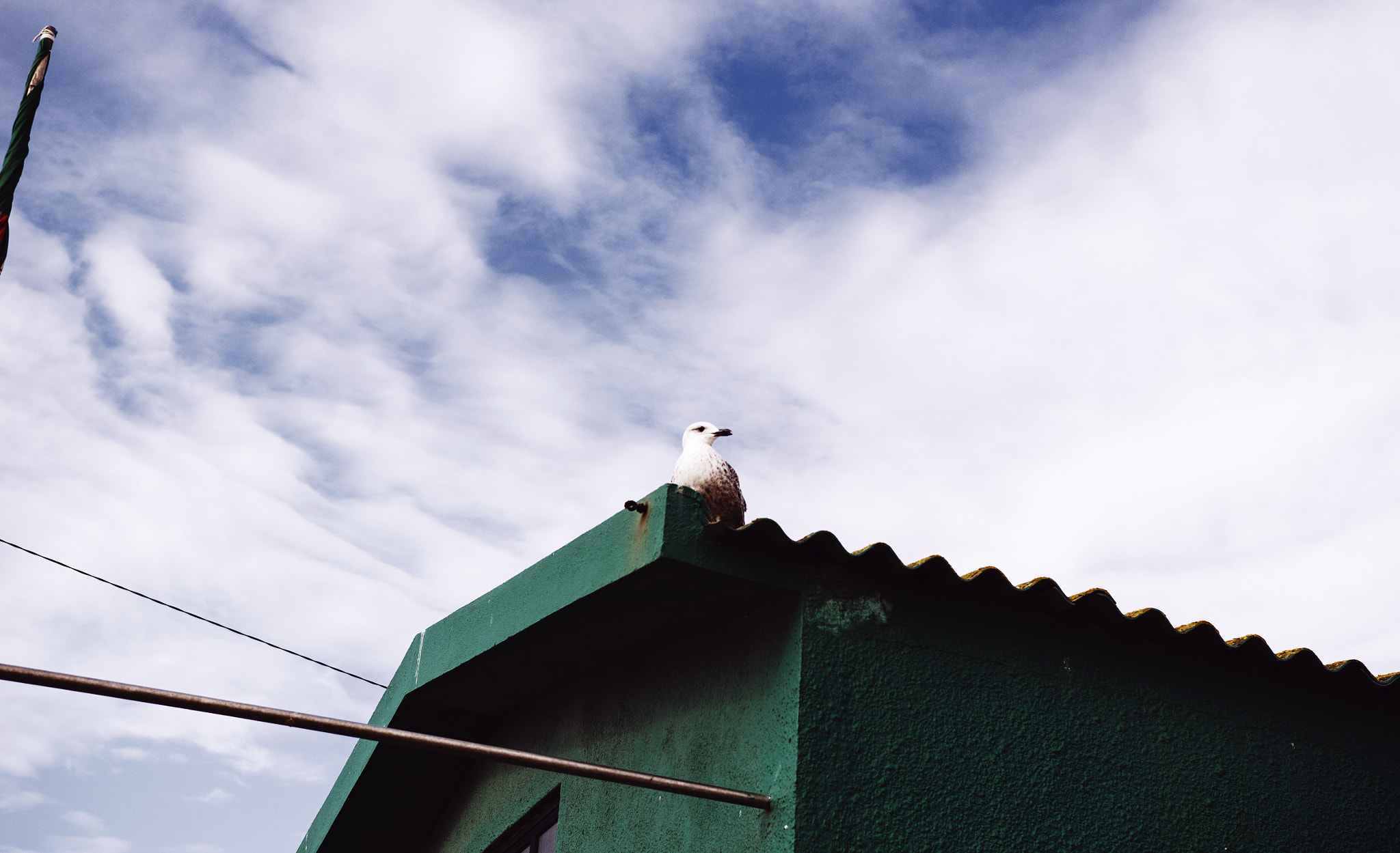 Nikon D7000 + Sigma 18-35mm F1.8 DC HSM Art sample photo. Bird photography