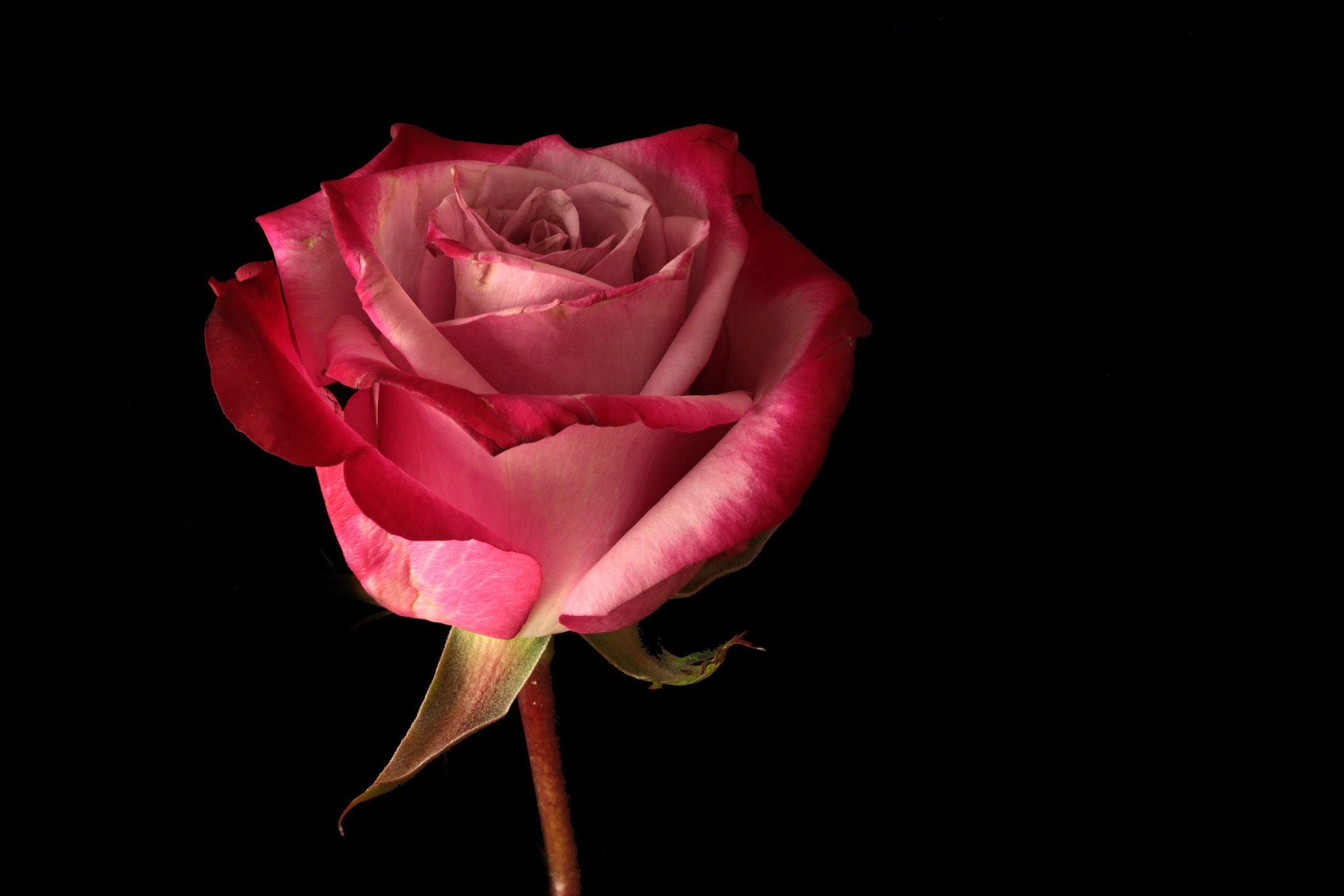 Canon EF-S 60mm F2.8 Macro USM sample photo. Rosa photography