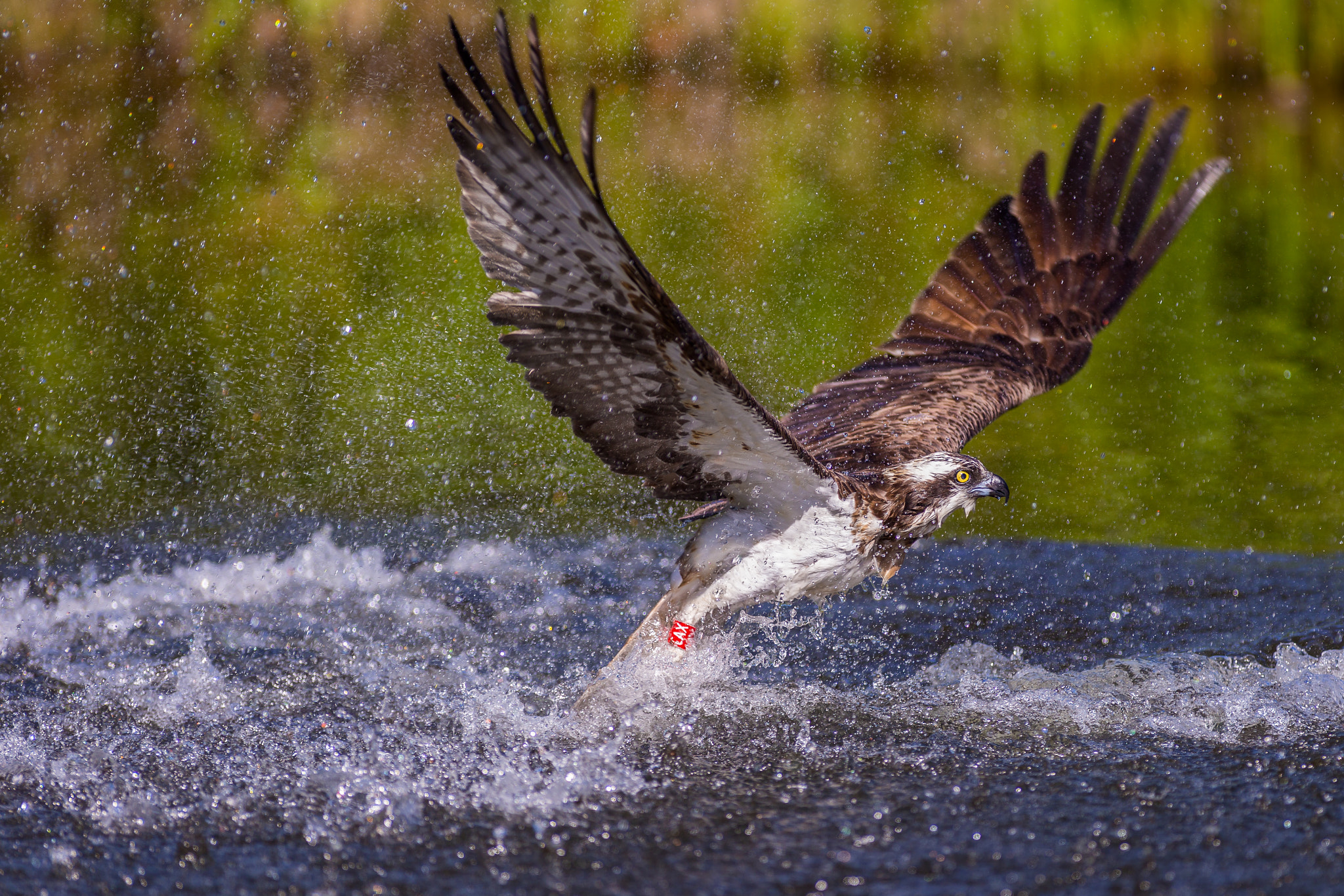 Canon EOS-1D X + Canon EF 300mm f/2.8L sample photo. Osprey rising photography