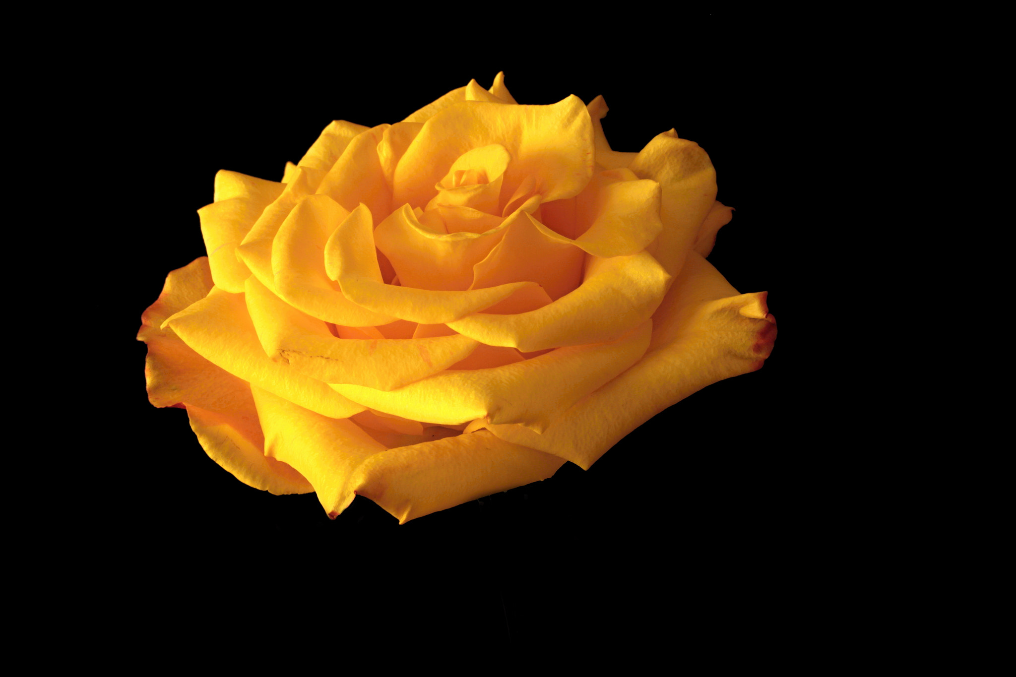 Canon EF-S 60mm F2.8 Macro USM sample photo. Star photography
