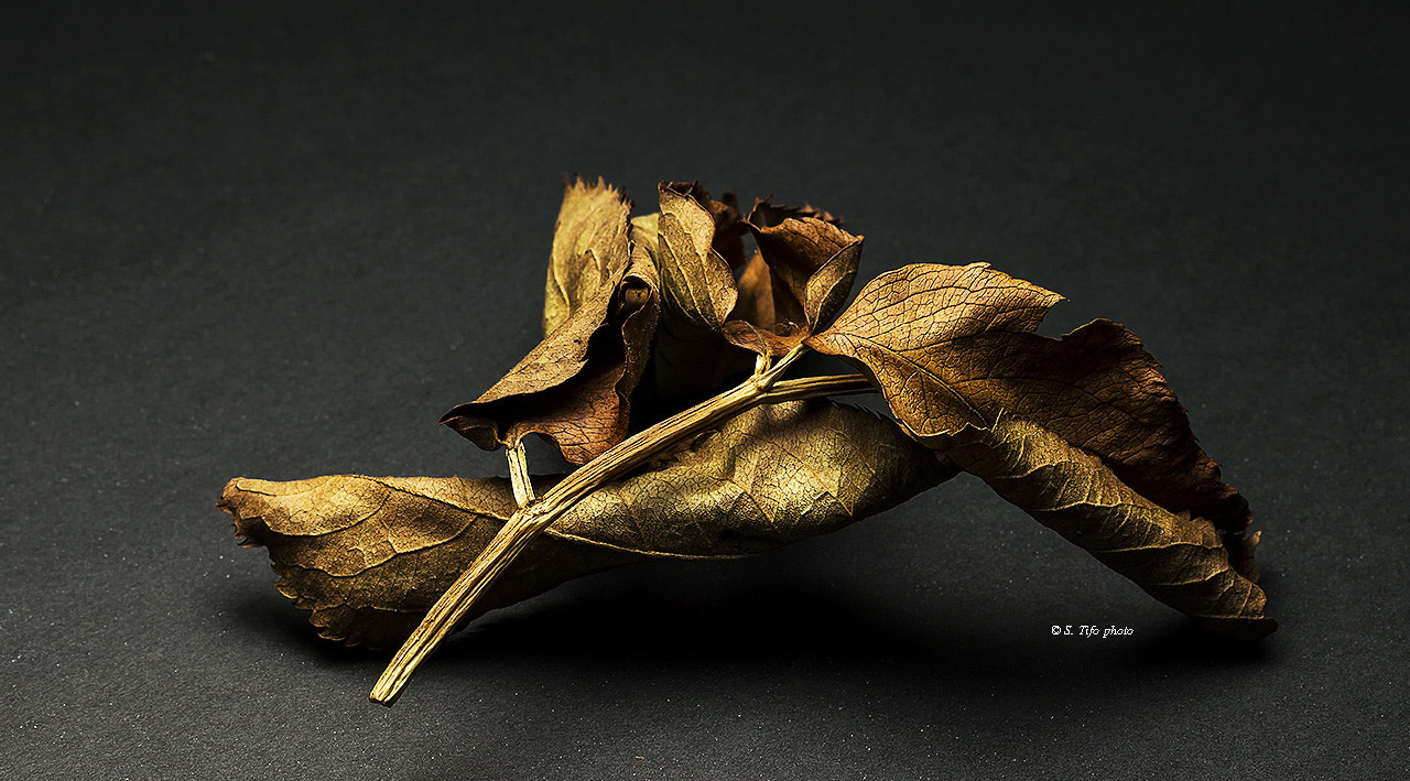 Canon EOS 70D sample photo. Bouquet of old leaves .. photography