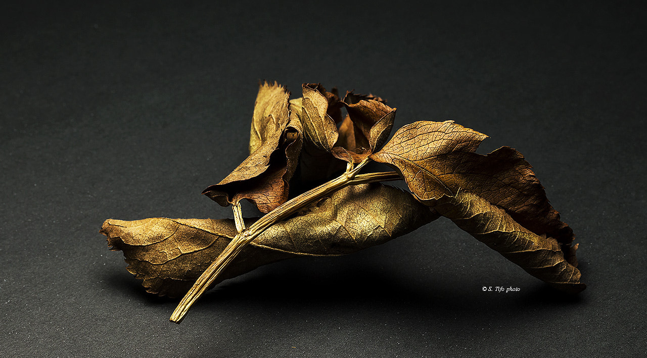 Canon EF-S 60mm F2.8 Macro USM sample photo. Bouquet of old leaves .. photography