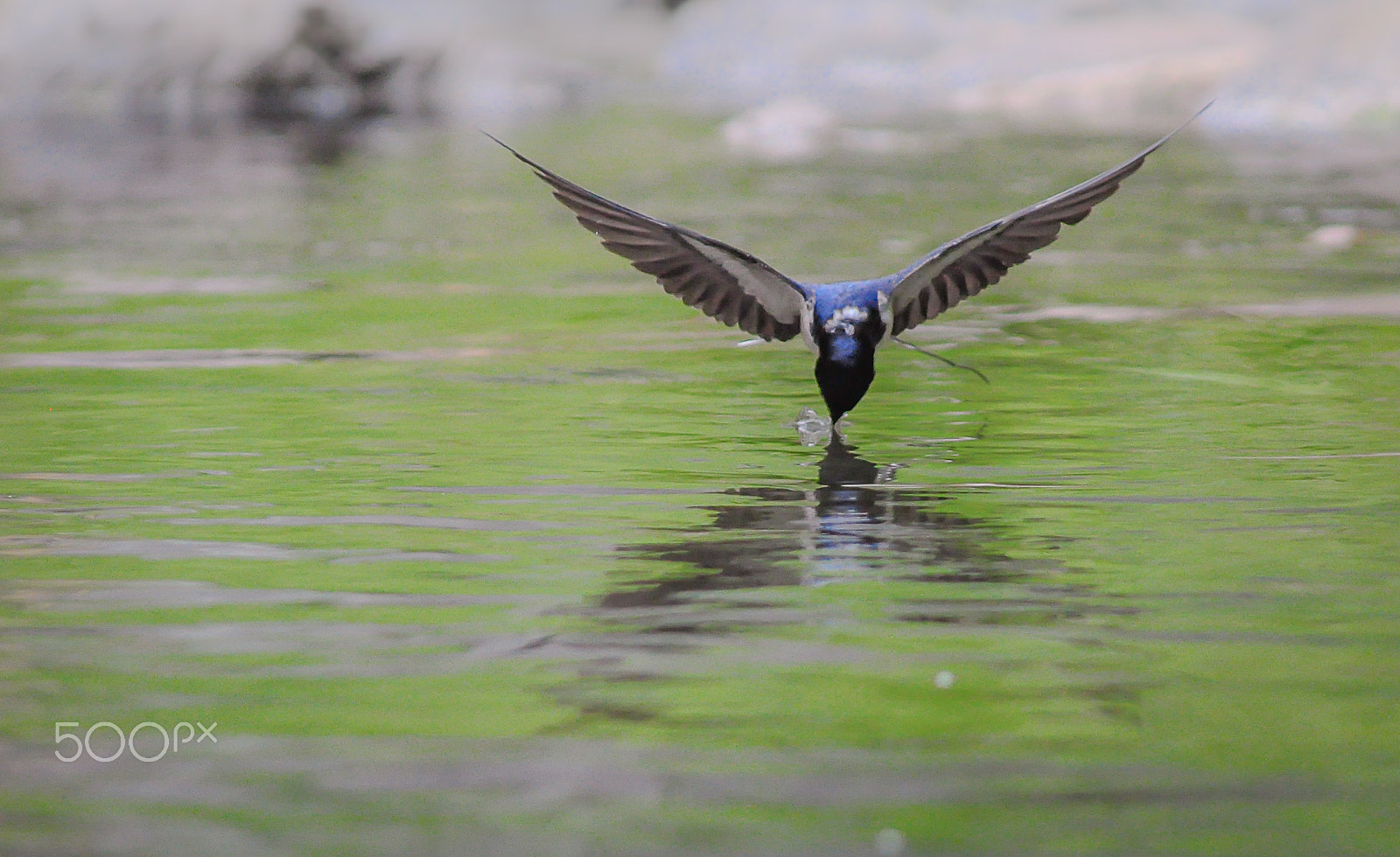 AF Nikkor 300mm f/4 IF-ED sample photo. Barn swallow photography