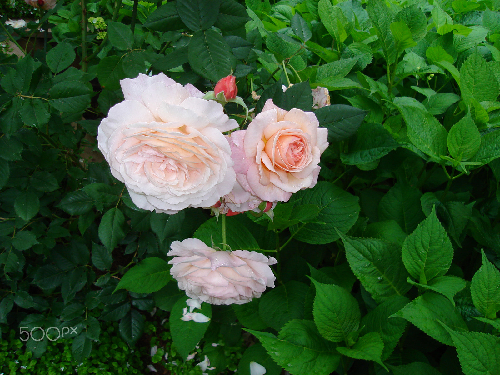 Sony DSC-S600 sample photo. Very fragrant orange and pink roses photography