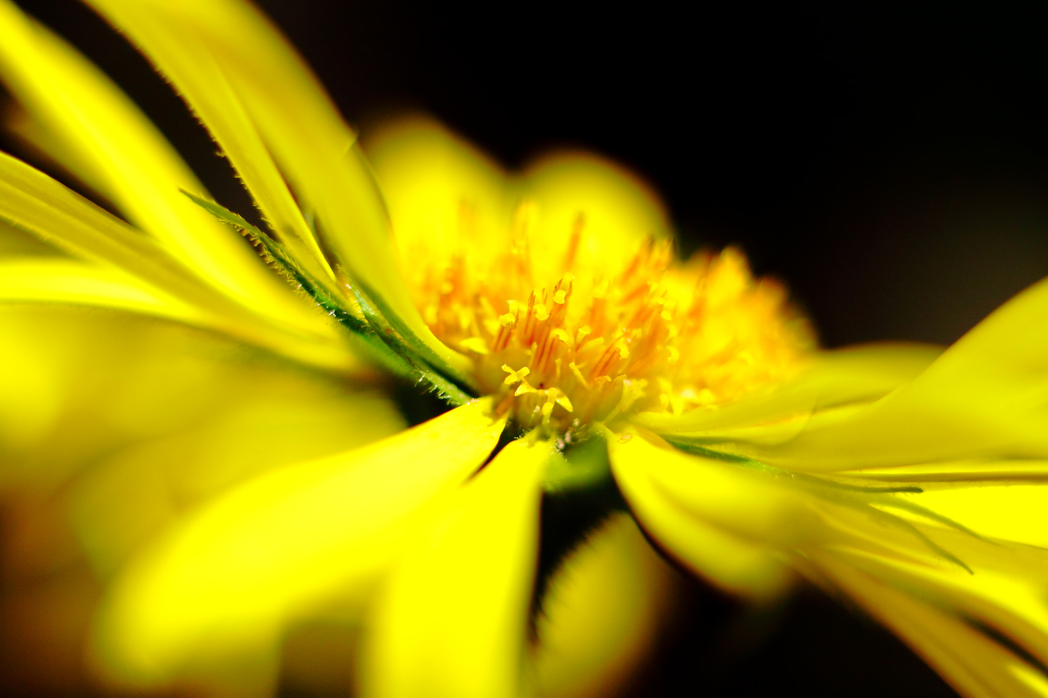 Canon EF 40mm F2.8 STM sample photo. Landing on daisy photography