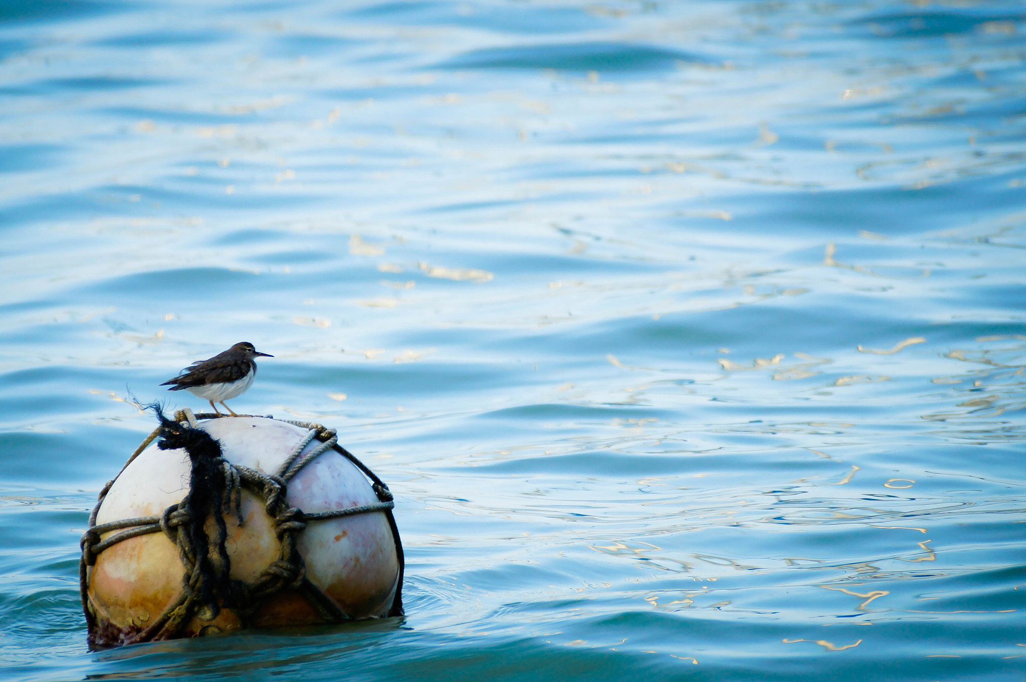 Sony SLT-A37 sample photo. Floating alone photography