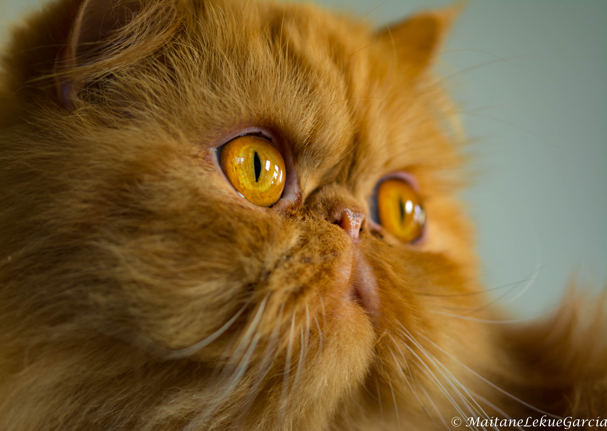 Sigma 105mm F2.8 EX DG OS HSM sample photo