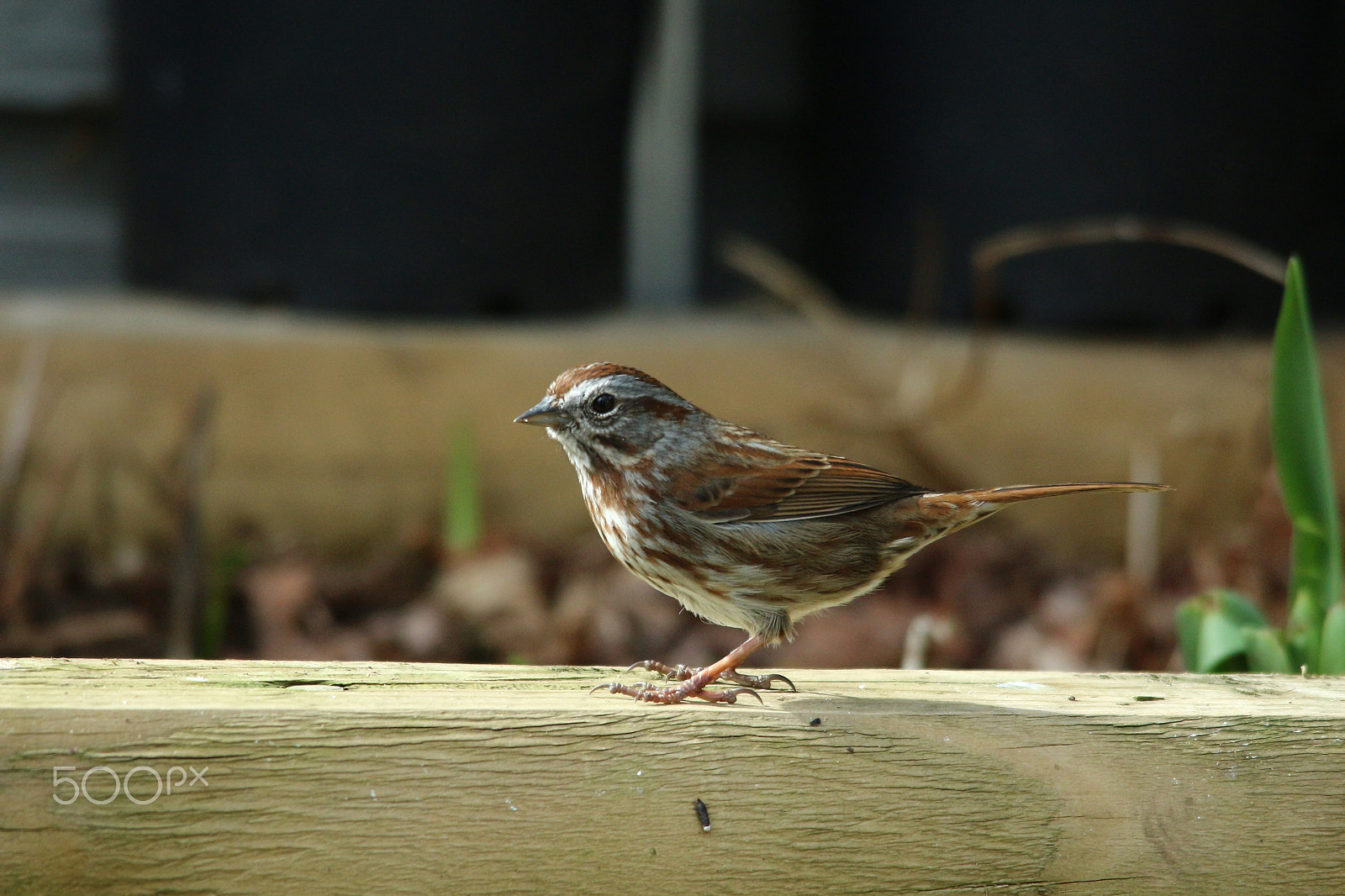 Sigma 150-500mm F5-6.3 DG OS HSM sample photo. Finch posing on log photography