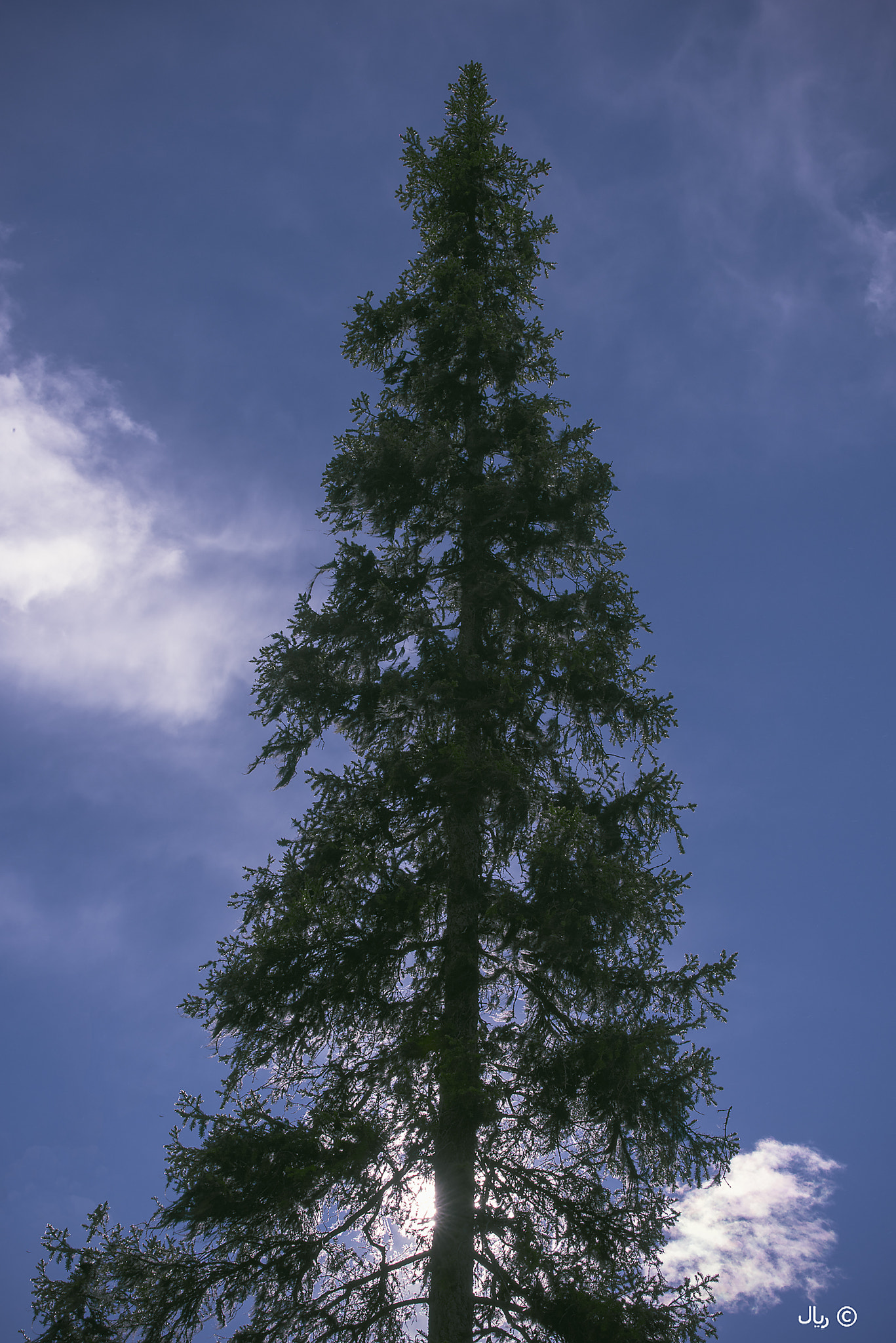 Nikon D810 sample photo. Reach the clouds photography