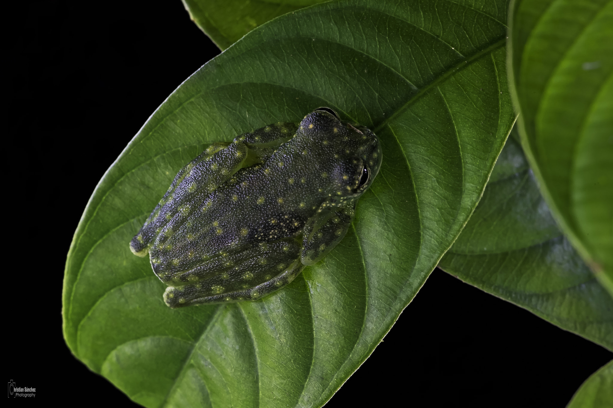 Nikon D4 sample photo. Spotted glass frog photography
