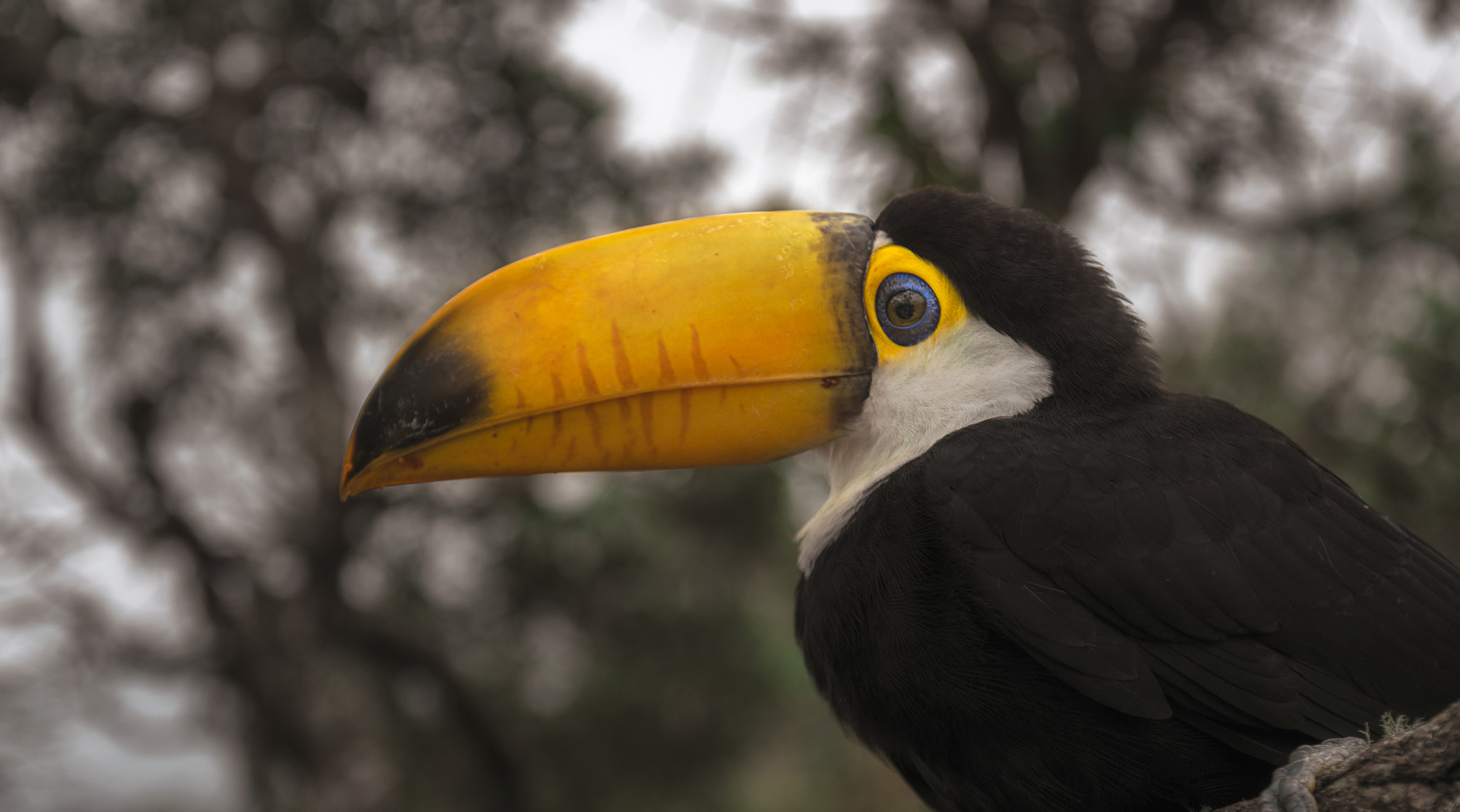 Nikon D5300 sample photo. Tucano perfil photography