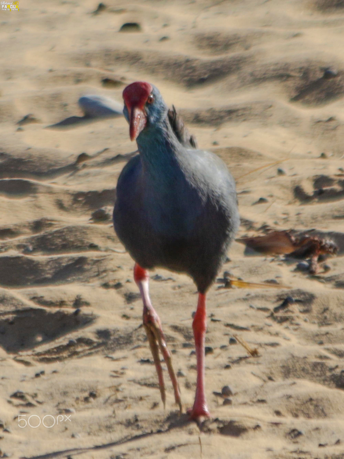 Canon EF 70-300mm F4-5.6 IS USM sample photo. Purple swamphen-دجاجة الماء الأرجوانية photography