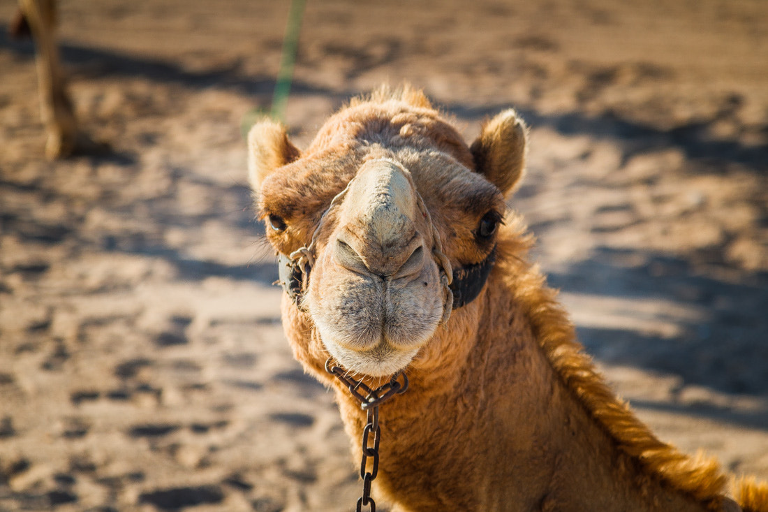 Canon EOS 760D (EOS Rebel T6s / EOS 8000D) + Canon EF 24-105mm F4L IS USM sample photo. Egypt photography