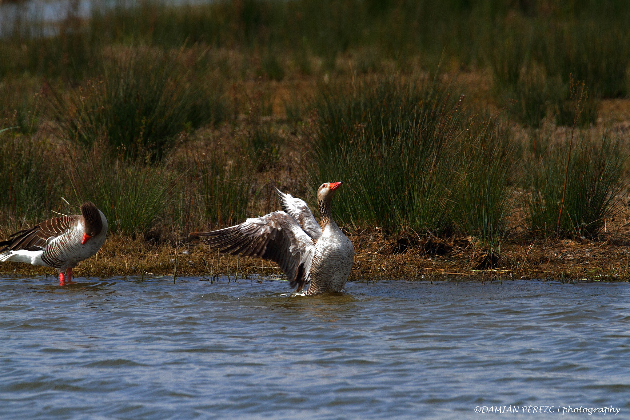 Tamron SP 150-600mm F5-6.3 Di VC USD sample photo. Ánsar común/ greylag goose photography
