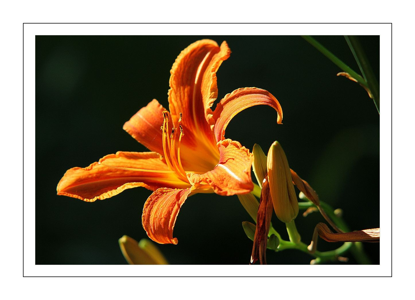 Sigma 70-200mm F2.8 EX DG OS HSM sample photo. Lily photography