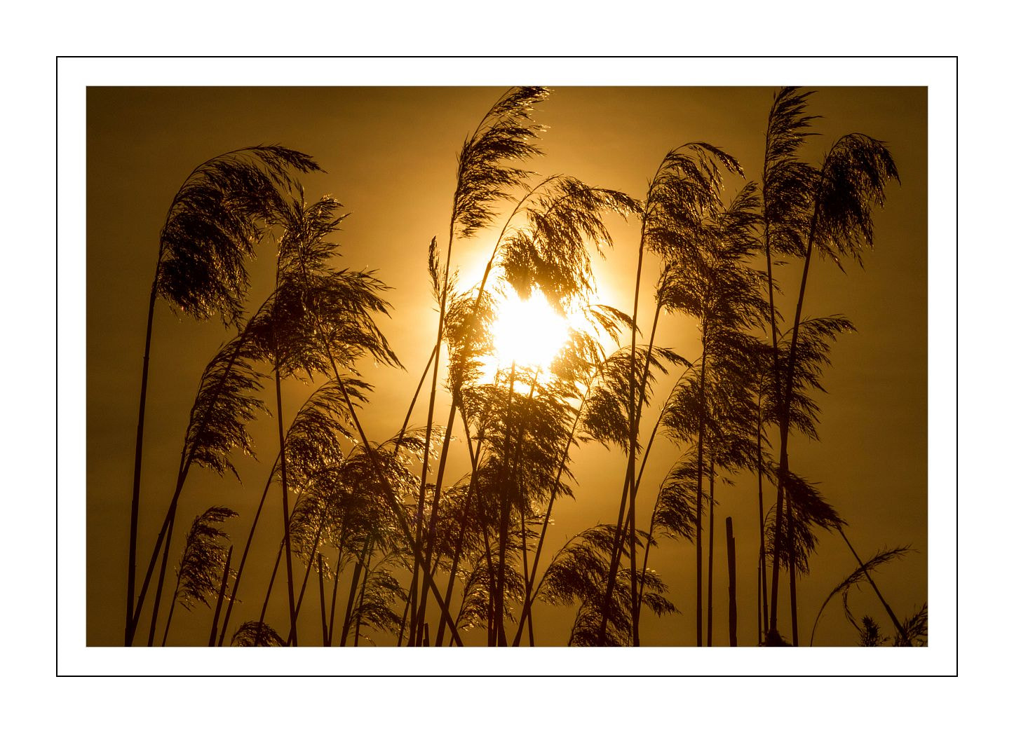 Canon EOS 7D sample photo. Grass in the sun photography
