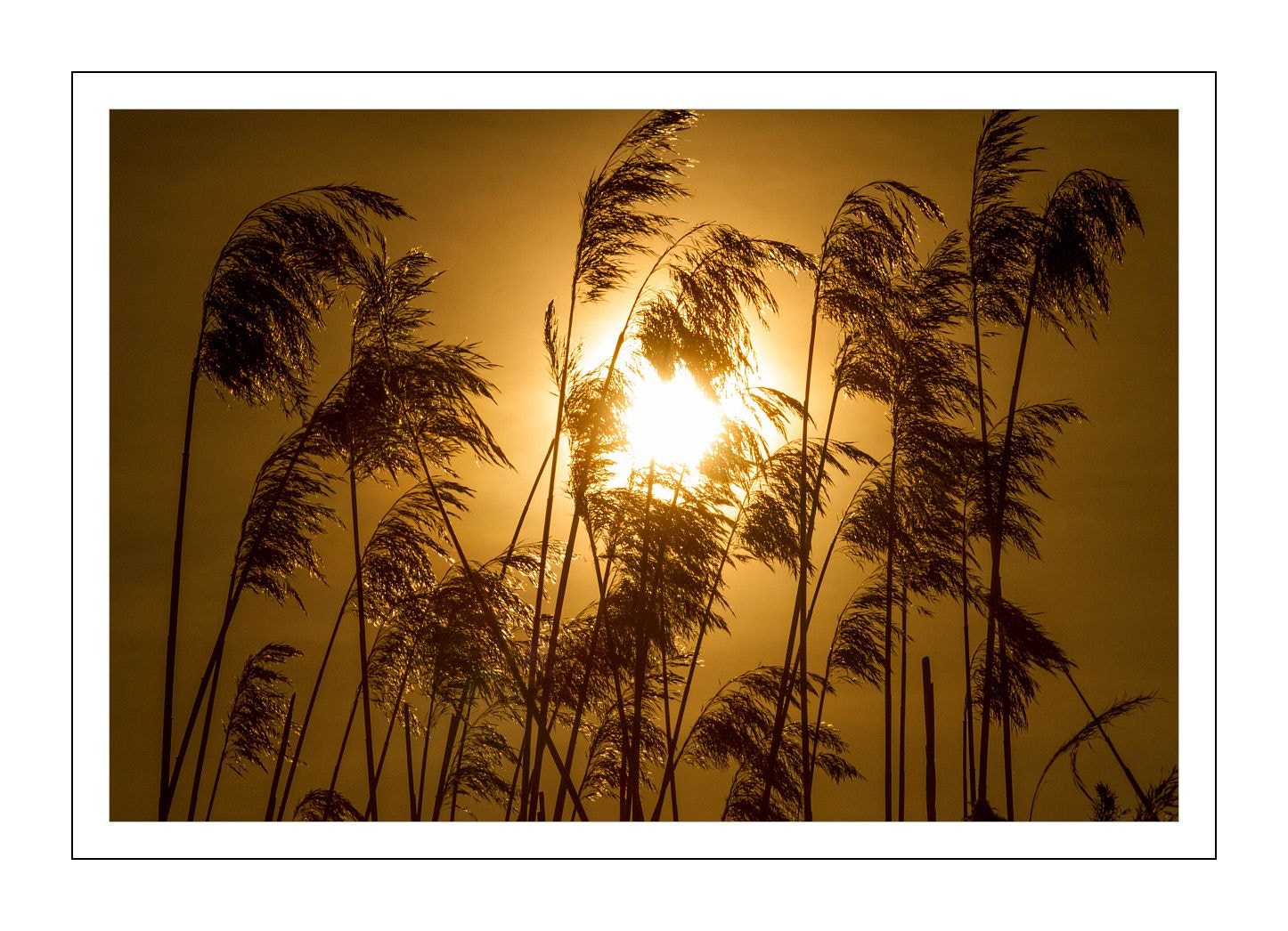 Sigma 70-200mm F2.8 EX DG OS HSM sample photo. Grass in the sun photography