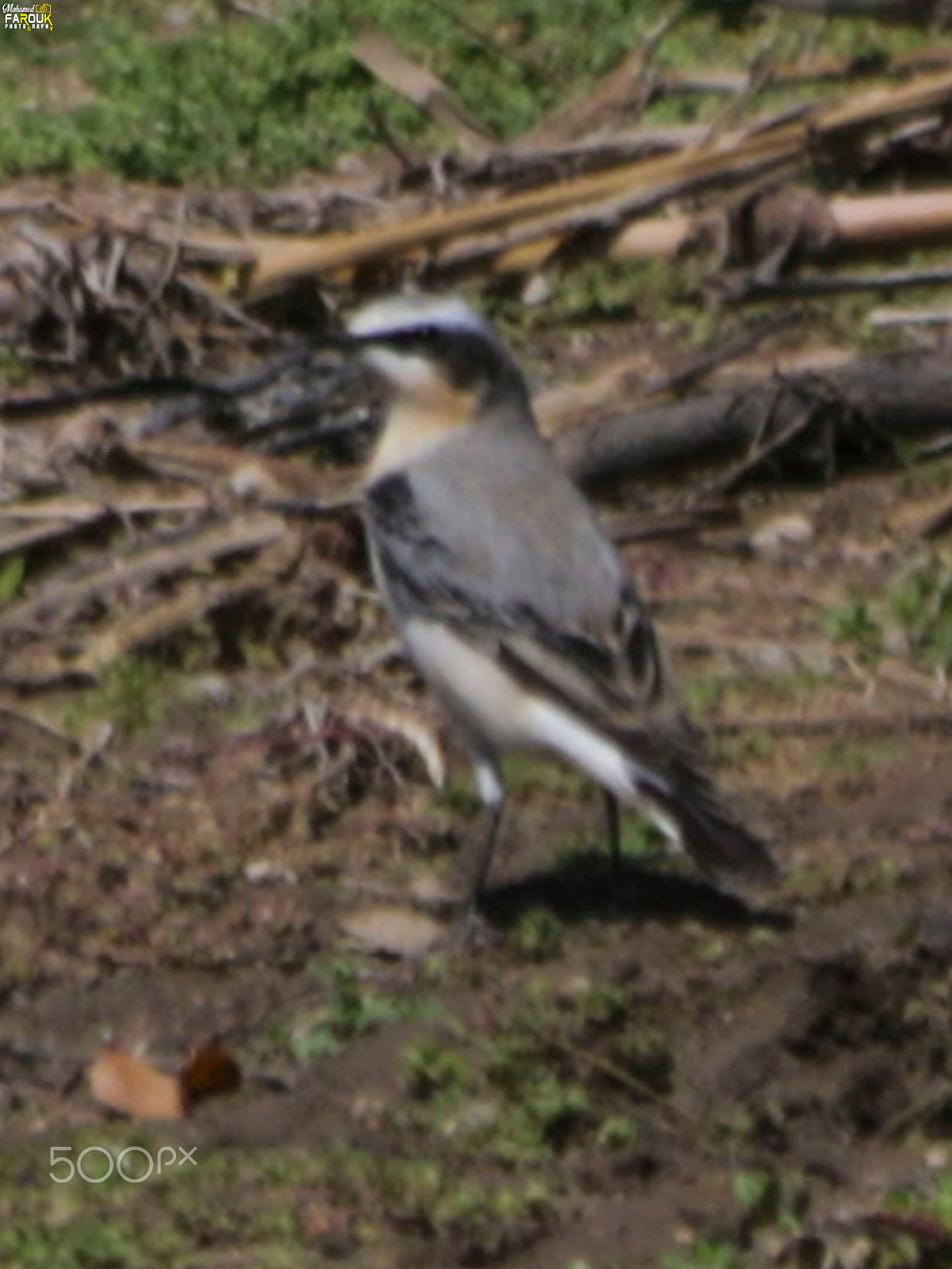 Canon EF 70-300mm F4-5.6 IS USM sample photo. أبلق شمالي-northern wheatear) photography