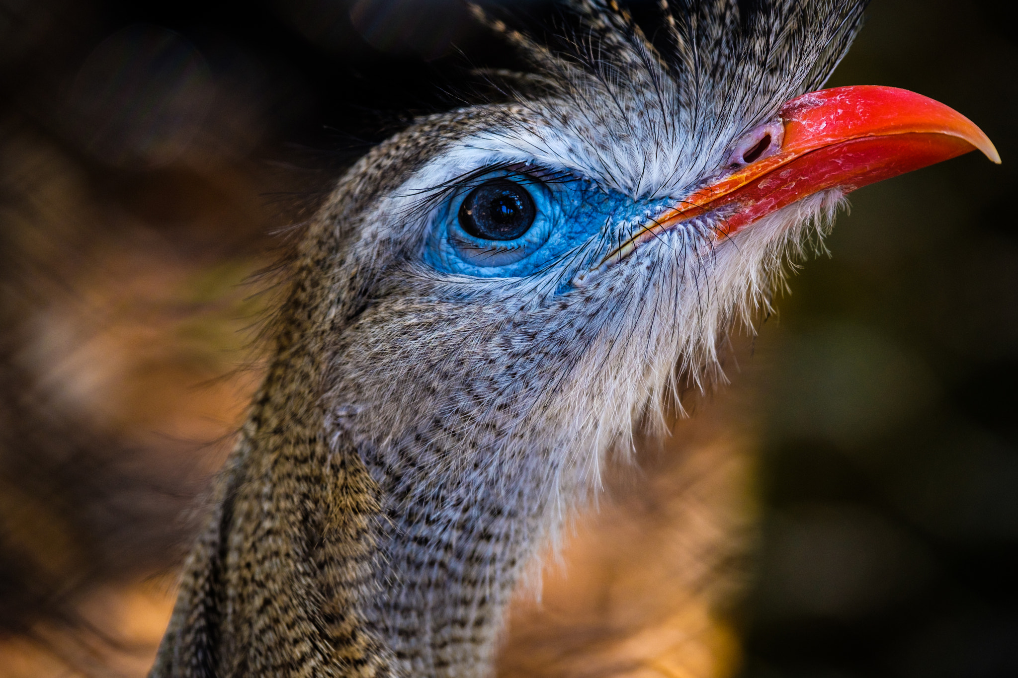 Fujifilm X-T2 sample photo. Red-legged seriema photography