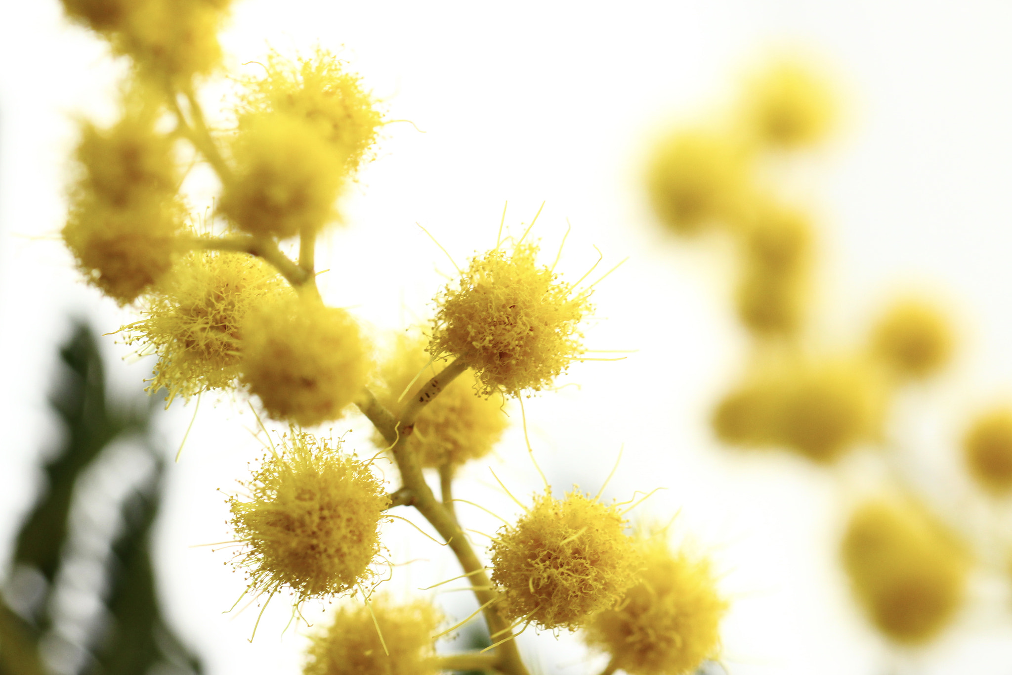Canon EOS 700D (EOS Rebel T5i / EOS Kiss X7i) sample photo. Mimosa photography
