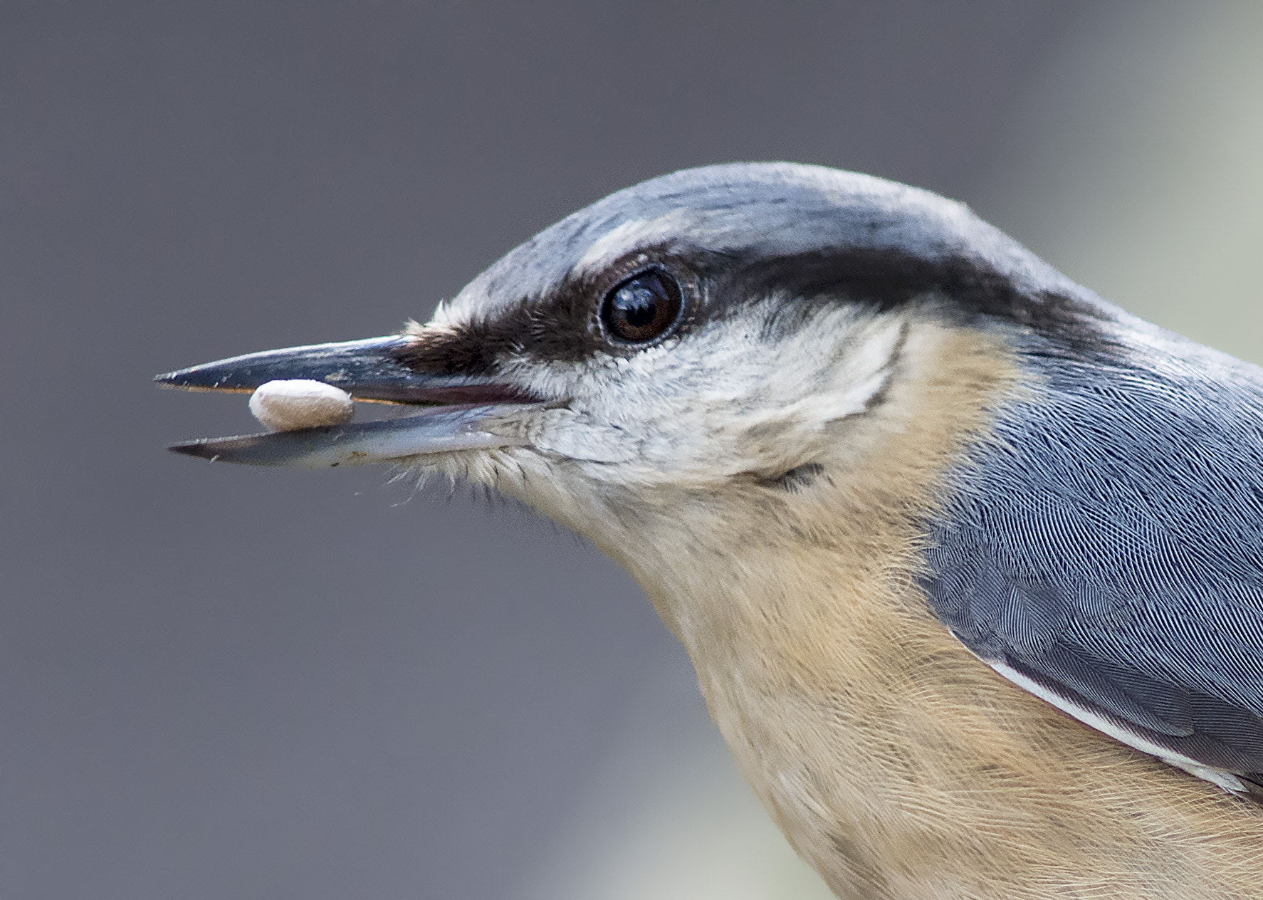 Nikon D7100 + AF Nikkor 300mm f/4 IF-ED sample photo. Love nuts! photography