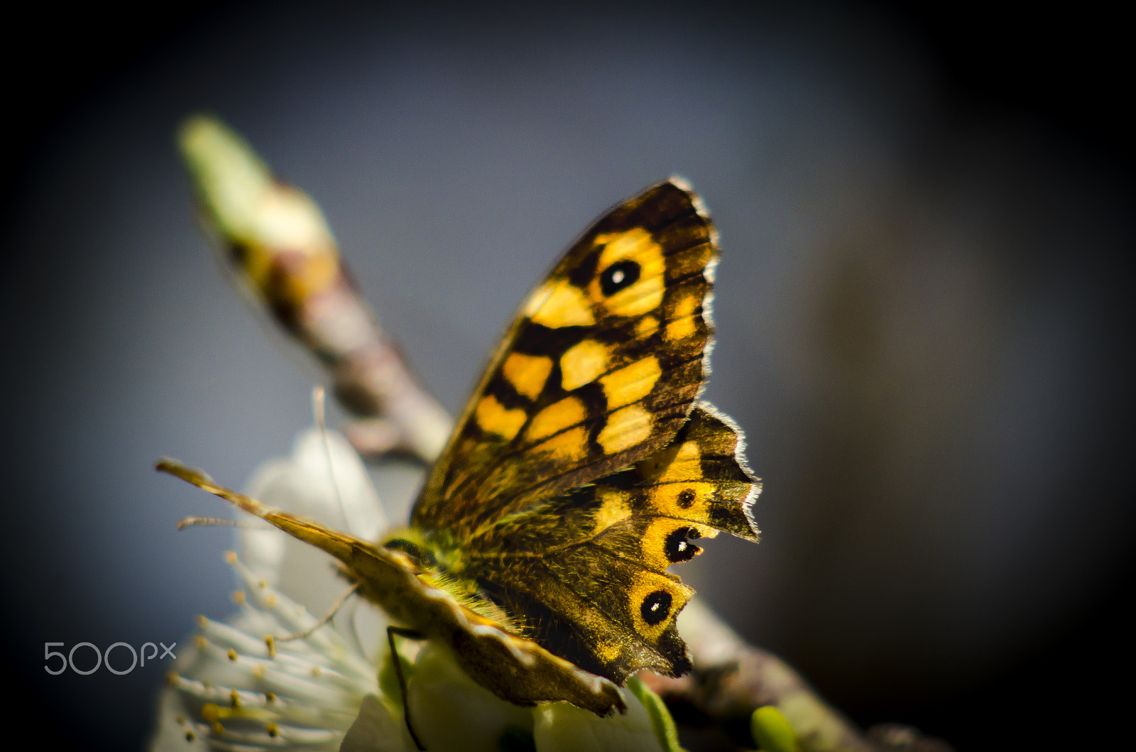 Nikon D7000 + AF Nikkor 70-210mm f/4-5.6D sample photo. Queen flower photography