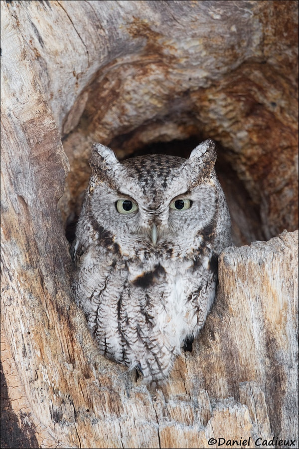 Canon EF 500mm F4L IS II USM sample photo. Eastern screech-owl stare photography