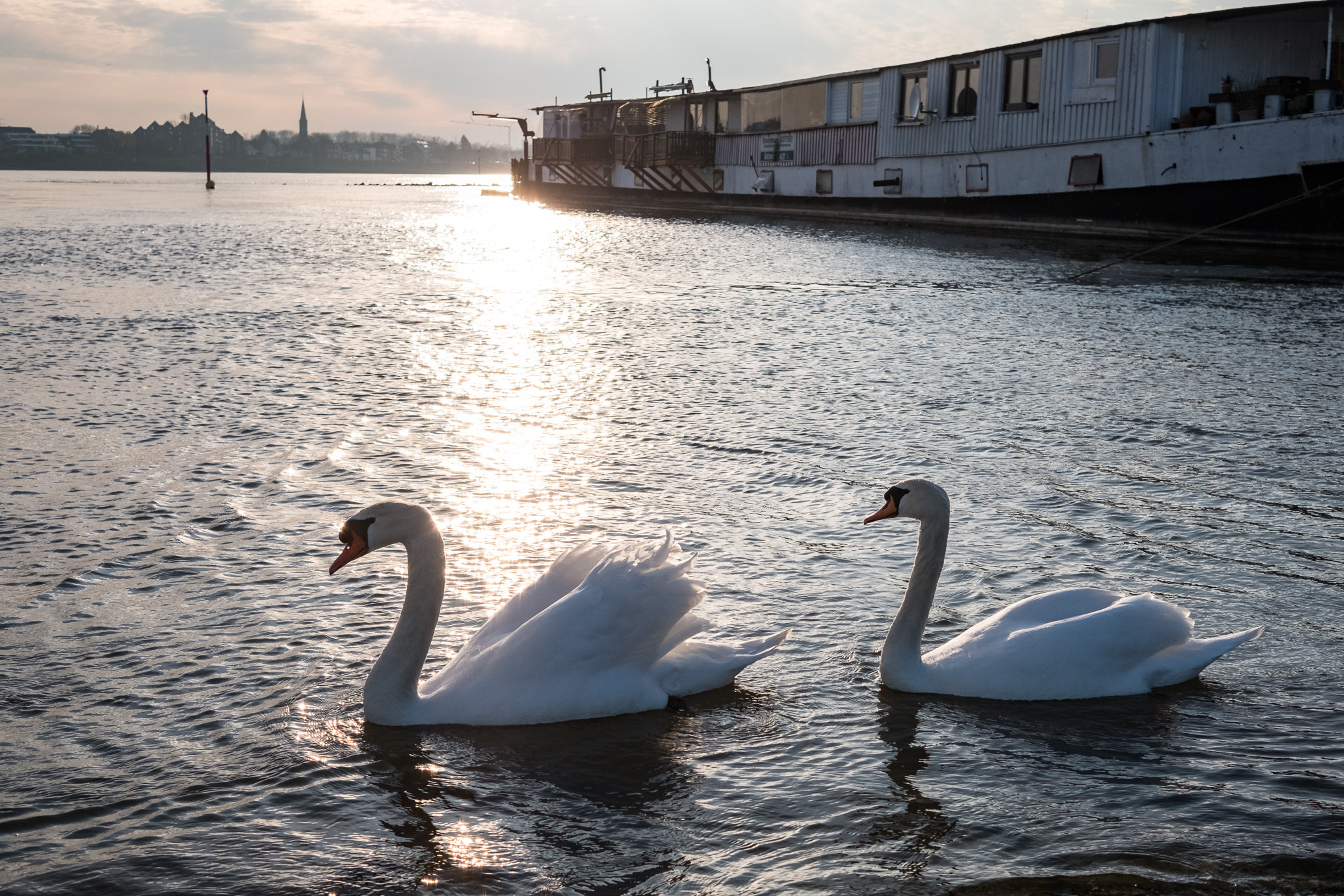 Fujifilm X-T20 sample photo. Swimming swans photography