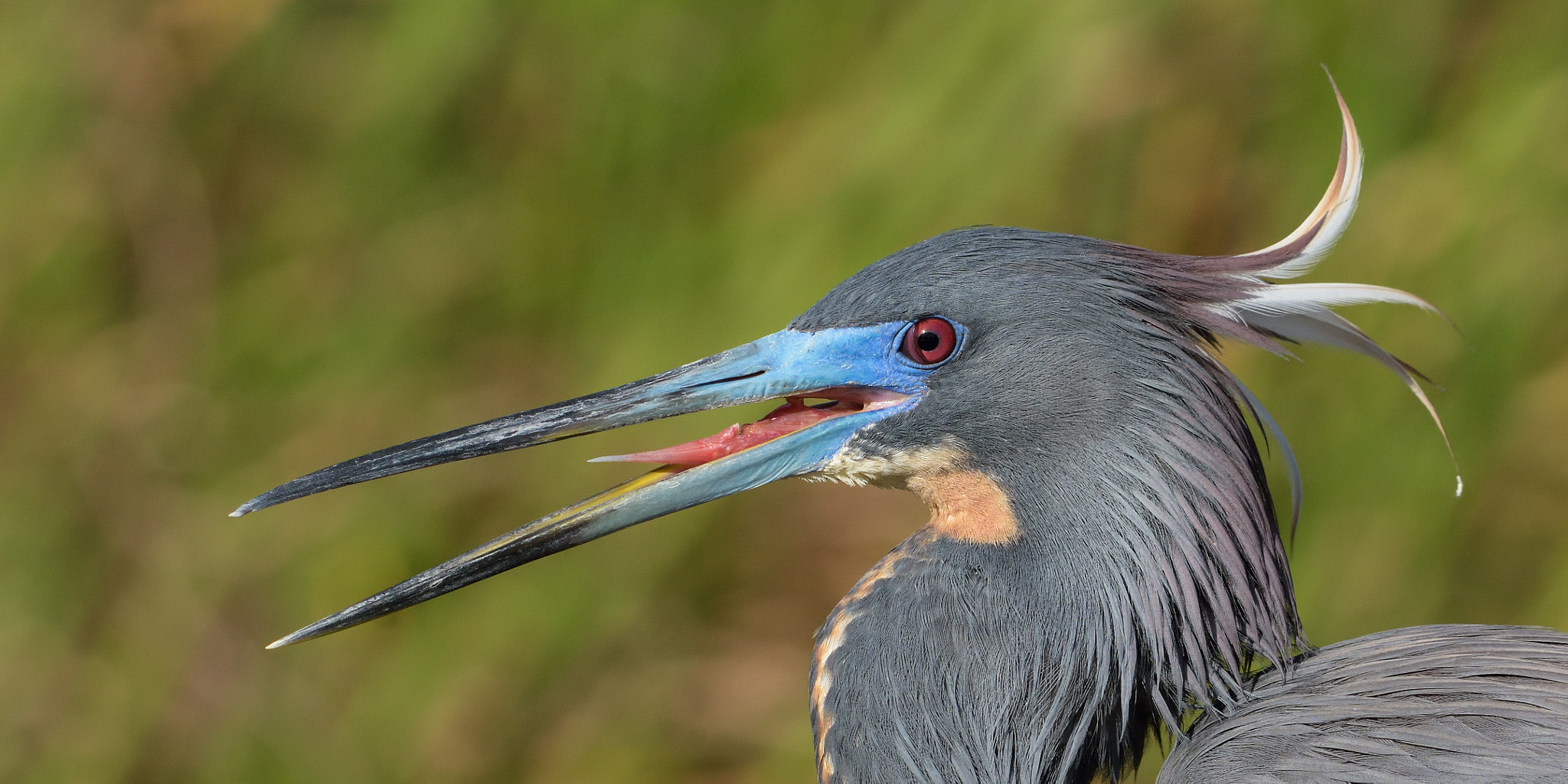 Nikon AF-S Nikkor 200-500mm F5.6E ED VR sample photo. Tricolored heron photography