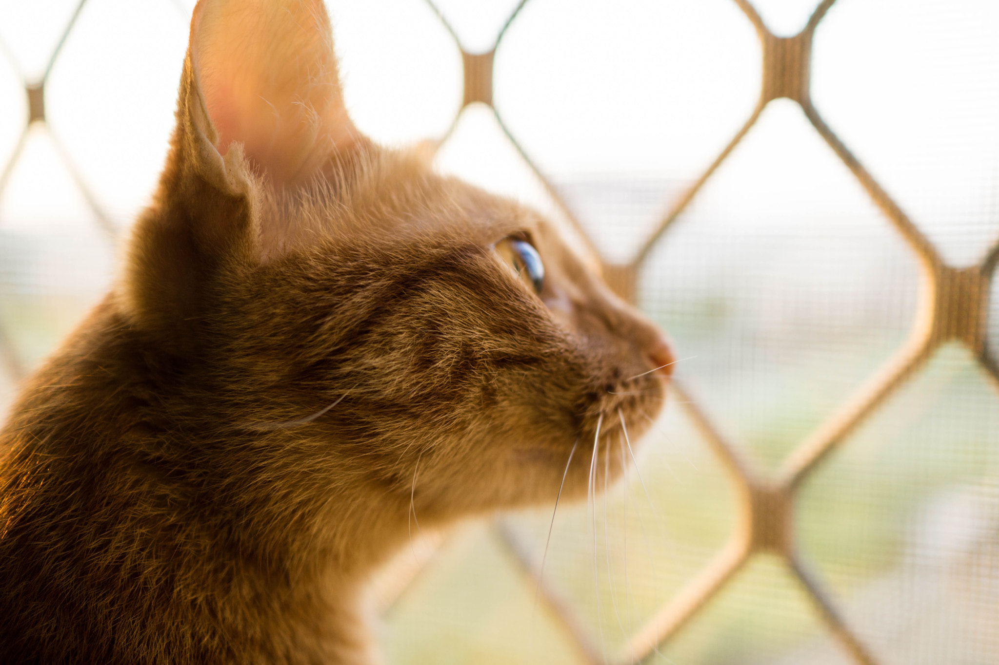 Sony Sonnar T* E 24mm F1.8 ZA sample photo. Ms. curiosity  photography