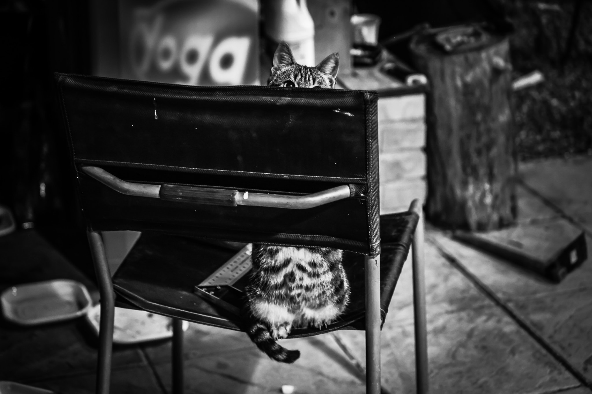 Canon EF 70-300mm F4-5.6 IS USM sample photo. Little shy cat photography