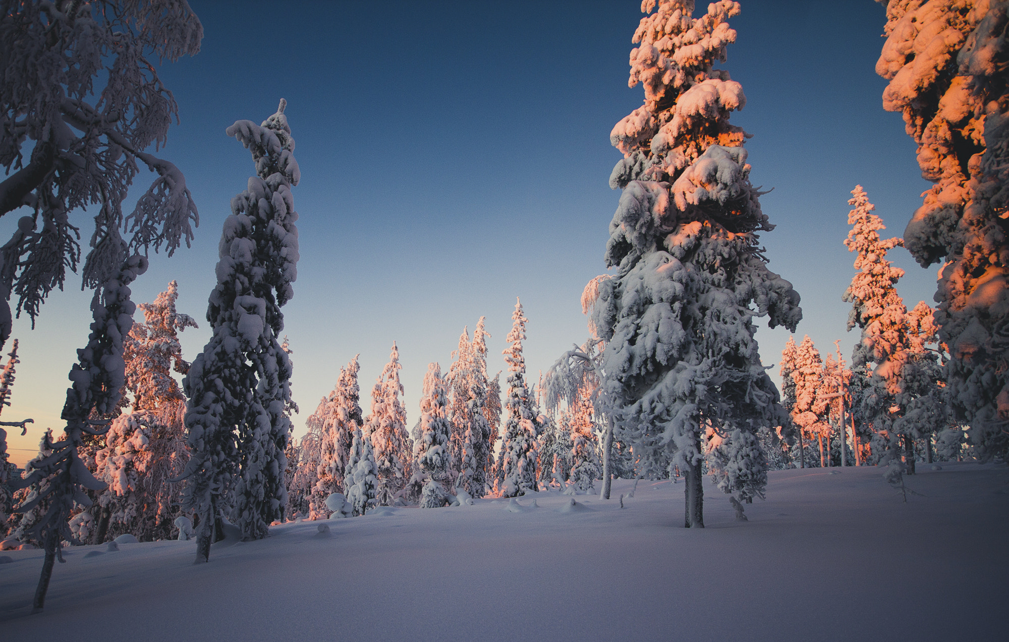 Canon EOS 60D sample photo. Winterclad candletrees ii photography