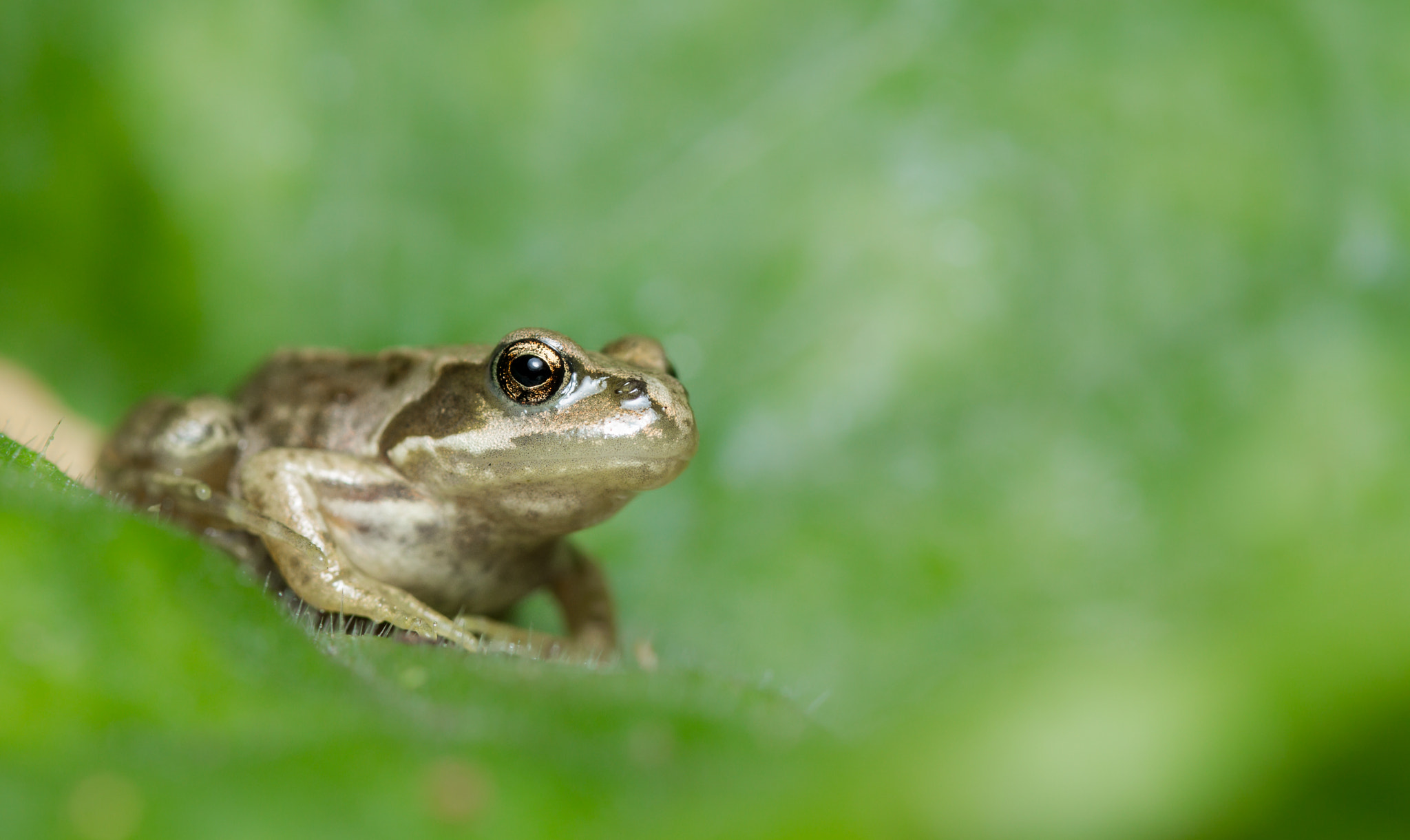 Canon EOS 7D sample photo. Common frog (rana temporaria) photography