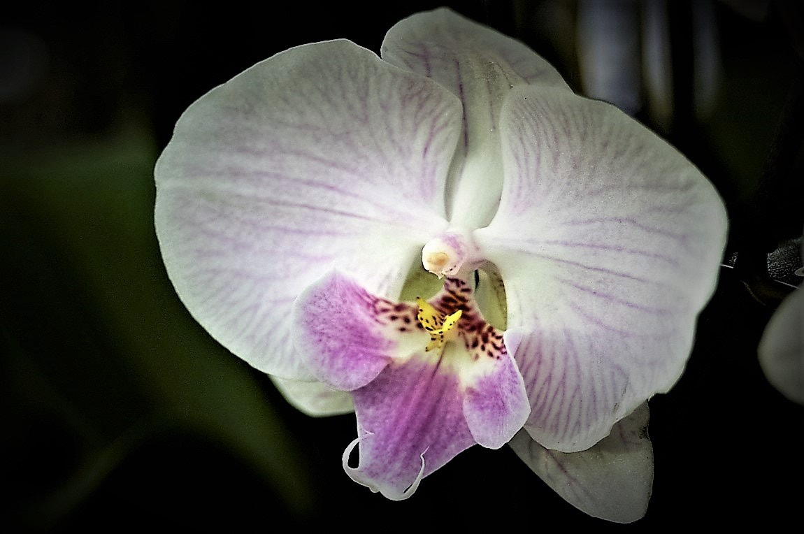 Nikon D70 sample photo. Multi-colored orchid ii photography