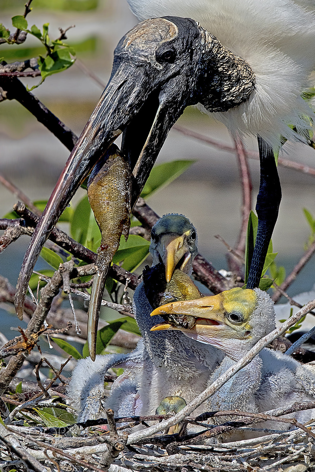 Nikon D810 sample photo. Baby stalks eating a fish photography