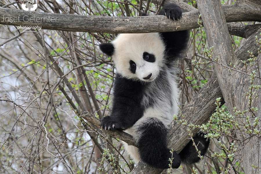 Nikon D3S + Nikon AF-S Nikkor 80-400mm F4.5-5.6G ED VR sample photo. Climbing giant panda cub photography