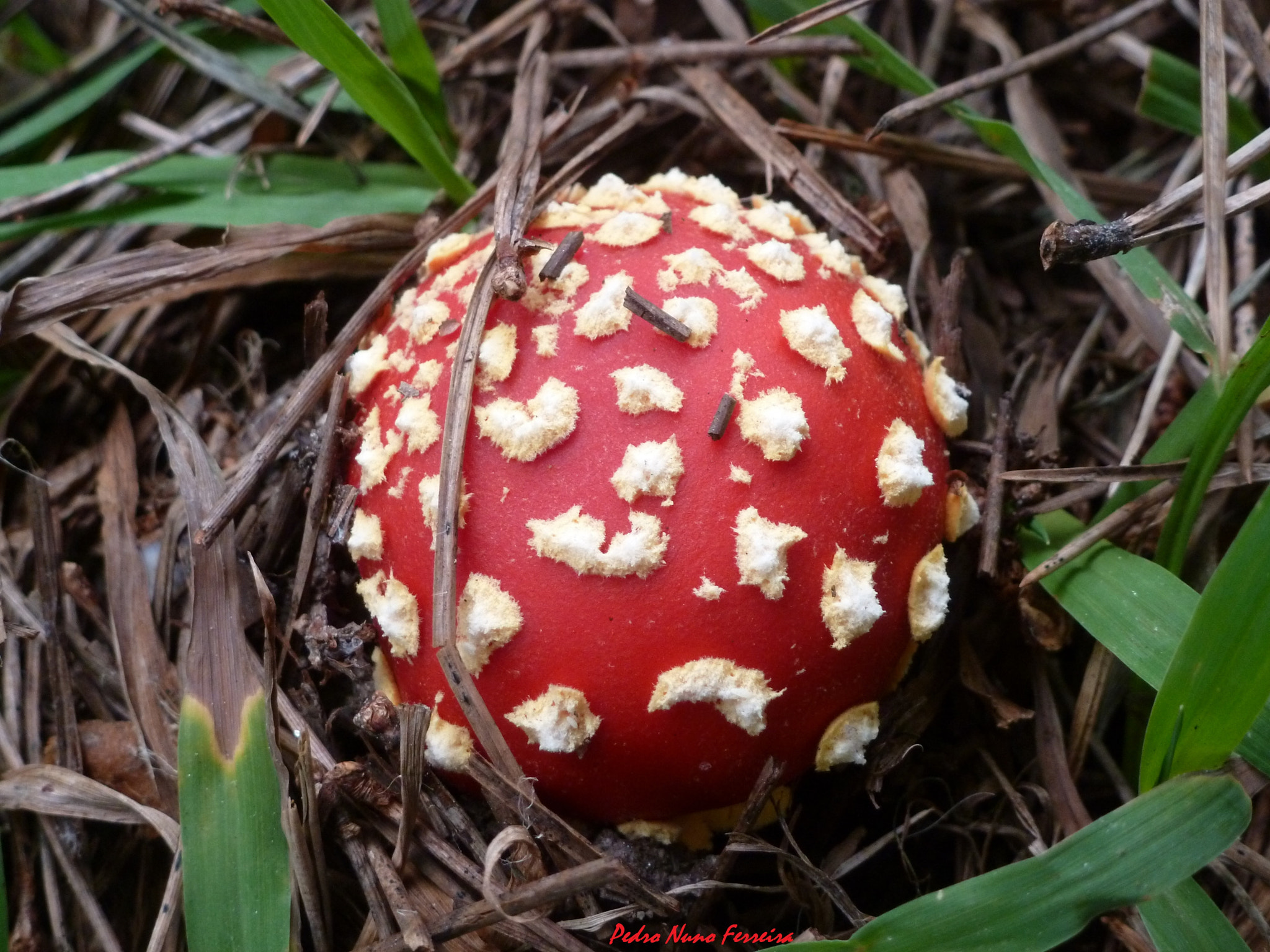 Panasonic Lumix DMC-ZS8 (Lumix DMC-TZ18) sample photo. Amanita muscária fly agaric mushroom photography