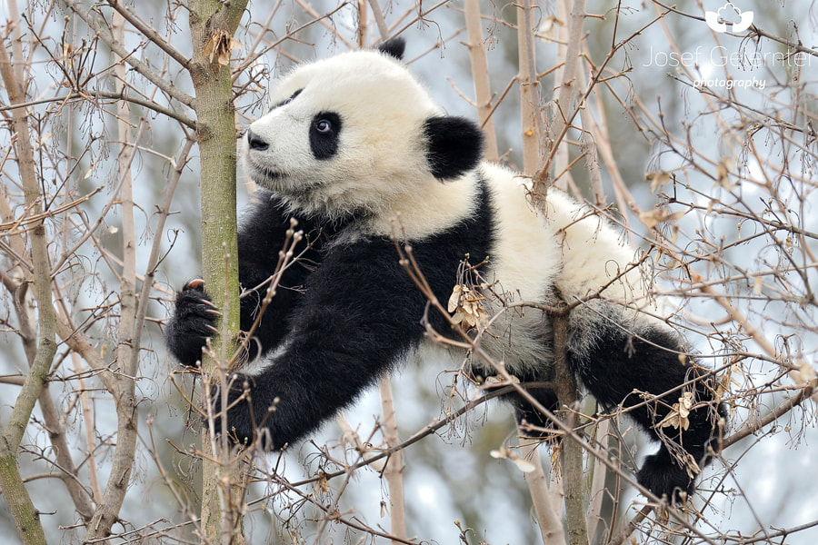 Nikon D3S + Nikon AF-S Nikkor 80-400mm F4.5-5.6G ED VR sample photo. Giant panda cub up there photography