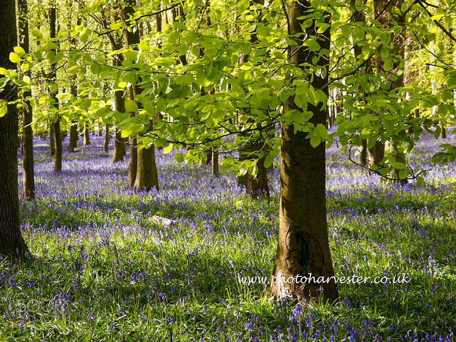 Olympus PEN E-PL1 + Olympus M.Zuiko Digital ED 14-150mm F4-5.6 II sample photo. Bluebell and beeches photography