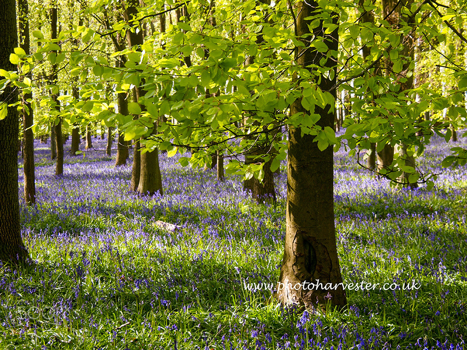 Olympus PEN E-PL1 sample photo. Bluebell and beeches photography