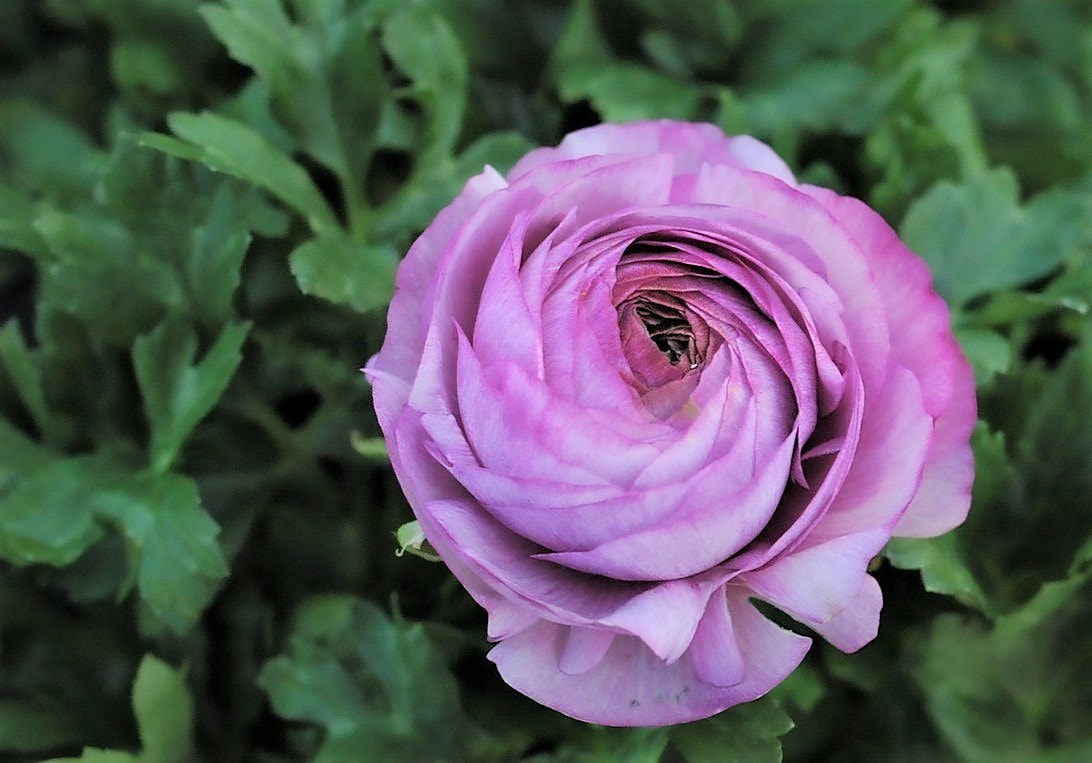 AF Zoom-Nikkor 35-70mm f/3.3-4.5 N sample photo. Purple rose of cairo. photography