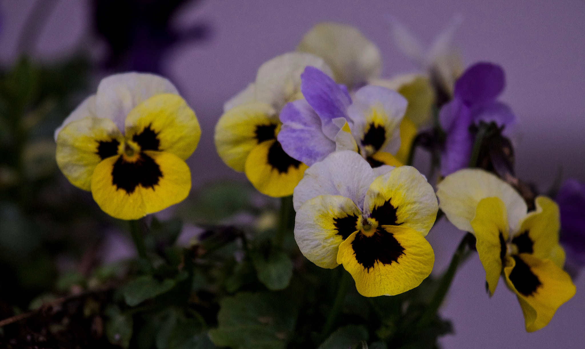 Canon EF 100-400mm F4.5-5.6L IS USM sample photo. Smiling faces photography