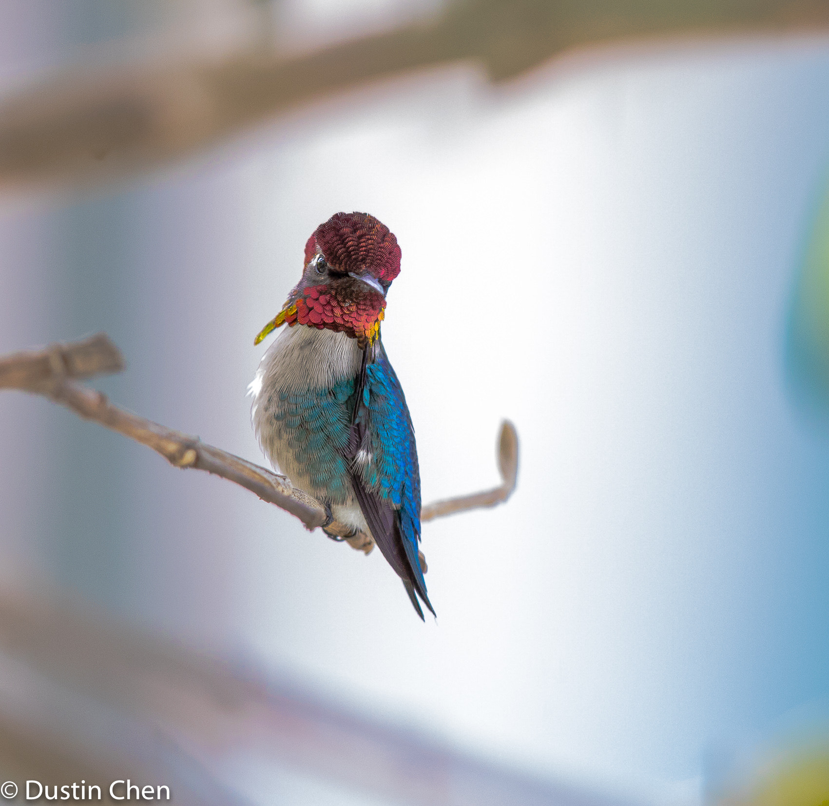 Canon EF 600mm F4L IS II USM sample photo. Bee hummingbirds, cuba, zapata photography