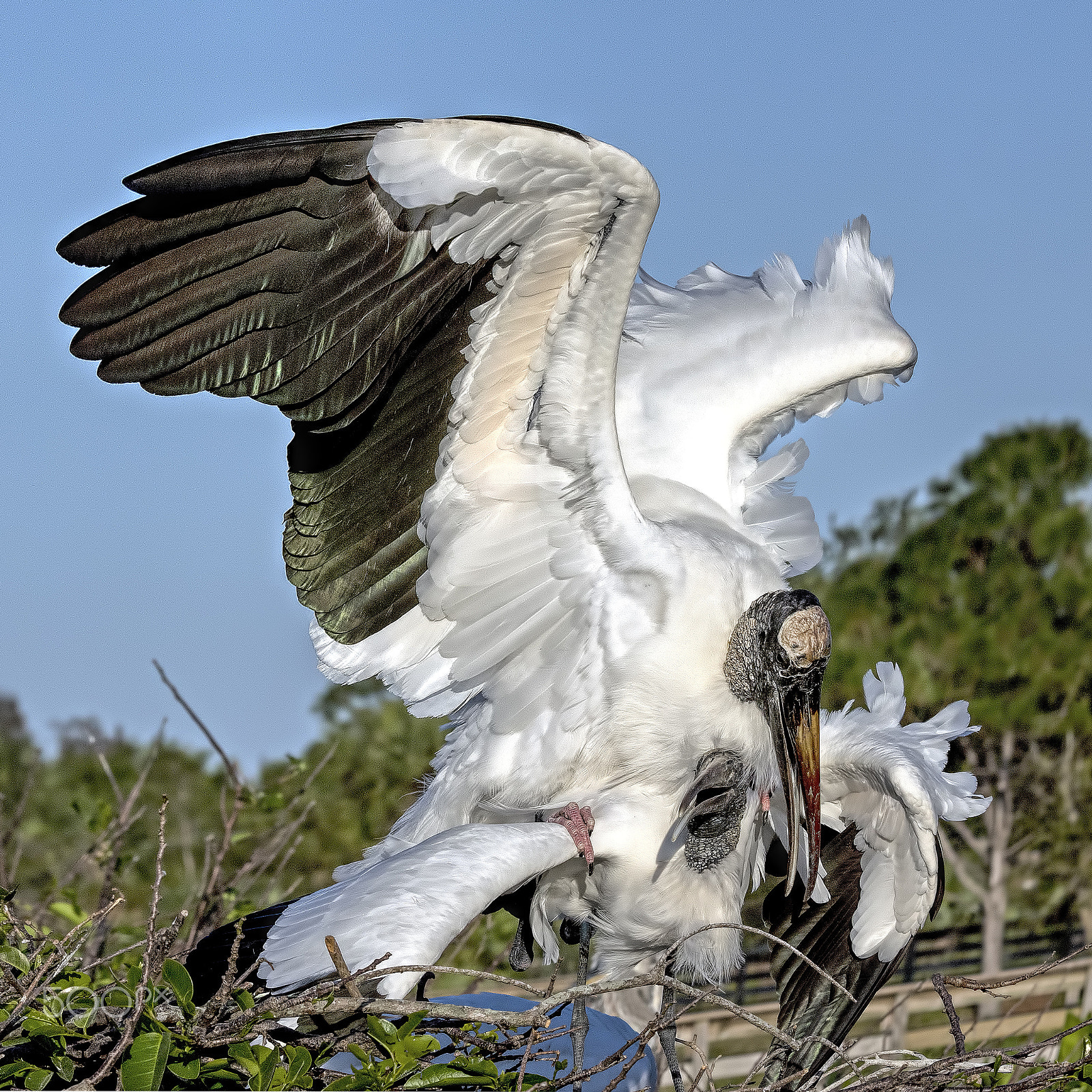 Nikon D810 sample photo. Mating photography