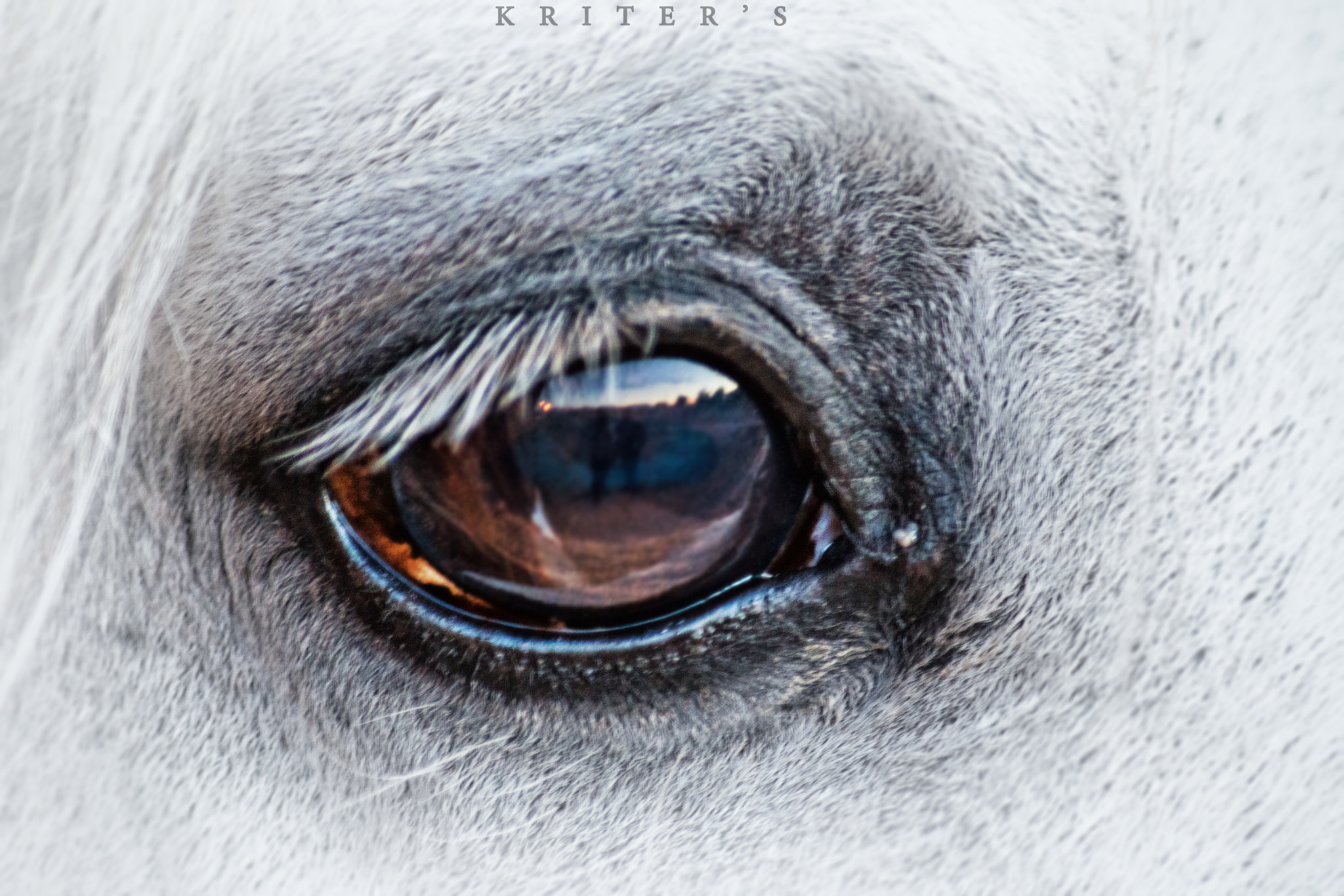 Nikon D5500 sample photo. Oeil de cheval photography